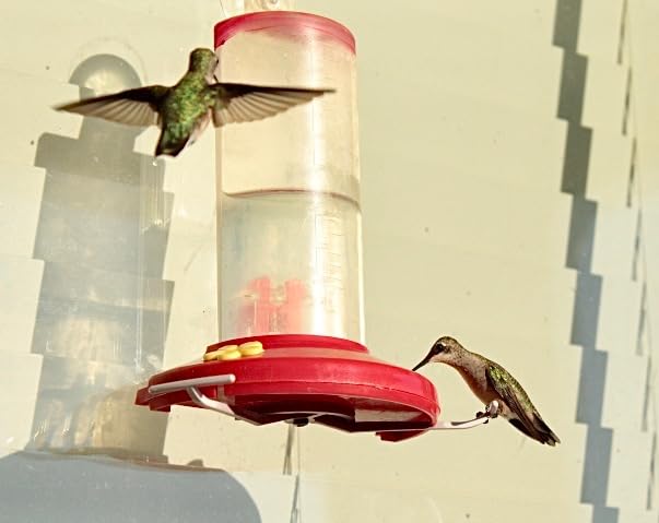 Perky-Pet Window Mount Hummingbird Feeder, 8 oz Nectar Capacity | 3 Bee Guard Ports, Suction Cup & Removable Perches, Plastic Shatter-Resistant Bottle for Outdoor Backyard Bird Watching, 217 customer photo 1