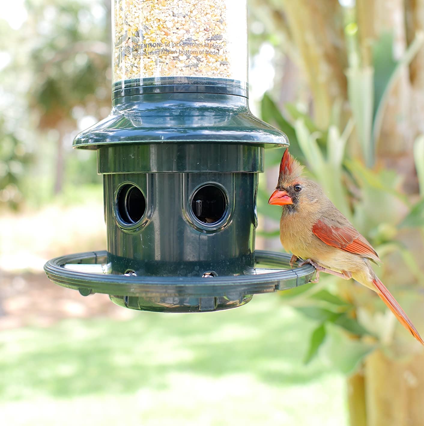 Squirrel Buster Plus Squirrel-proof Bird Feeder w/Cardinal Ring and 6 Feeding Ports, 5.1-pound Seed Capacity, Adjustable, Pole-mountable customer photo 1