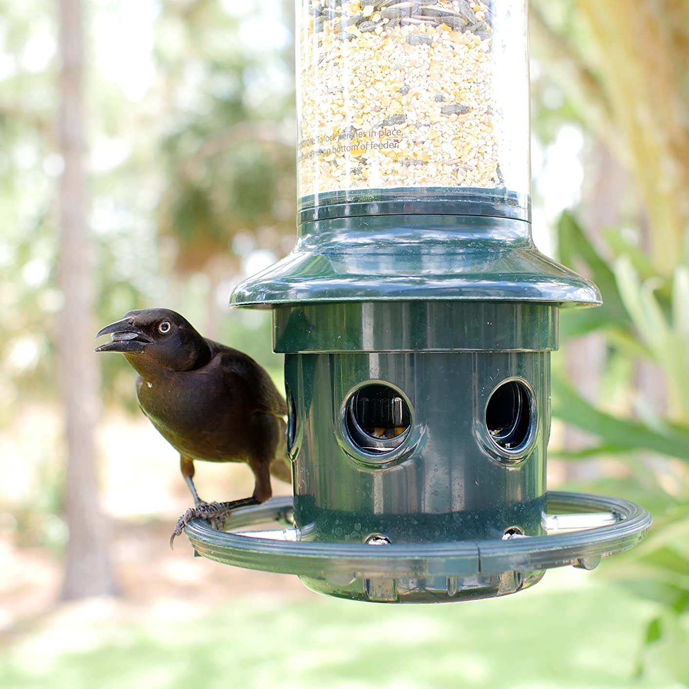 Squirrel Buster Plus Squirrel-proof Bird Feeder w/Cardinal Ring and 6 Feeding Ports, 5.1-pound Seed Capacity, Adjustable, Pole-mountable customer photo 2