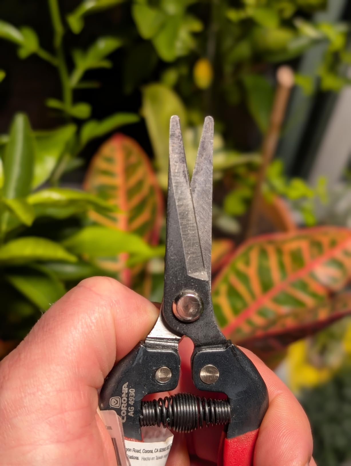 Corona Long Straight Snip - Stainless Steel Precision Garden Snips for Floral, Herbs, Fruits & Vegetables customer photo 1