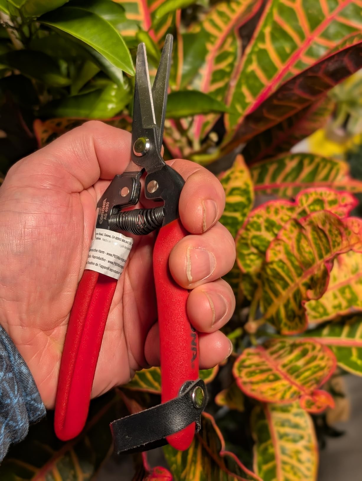 Corona Long Straight Snip - Stainless Steel Precision Garden Snips for Floral, Herbs, Fruits & Vegetables customer photo 2