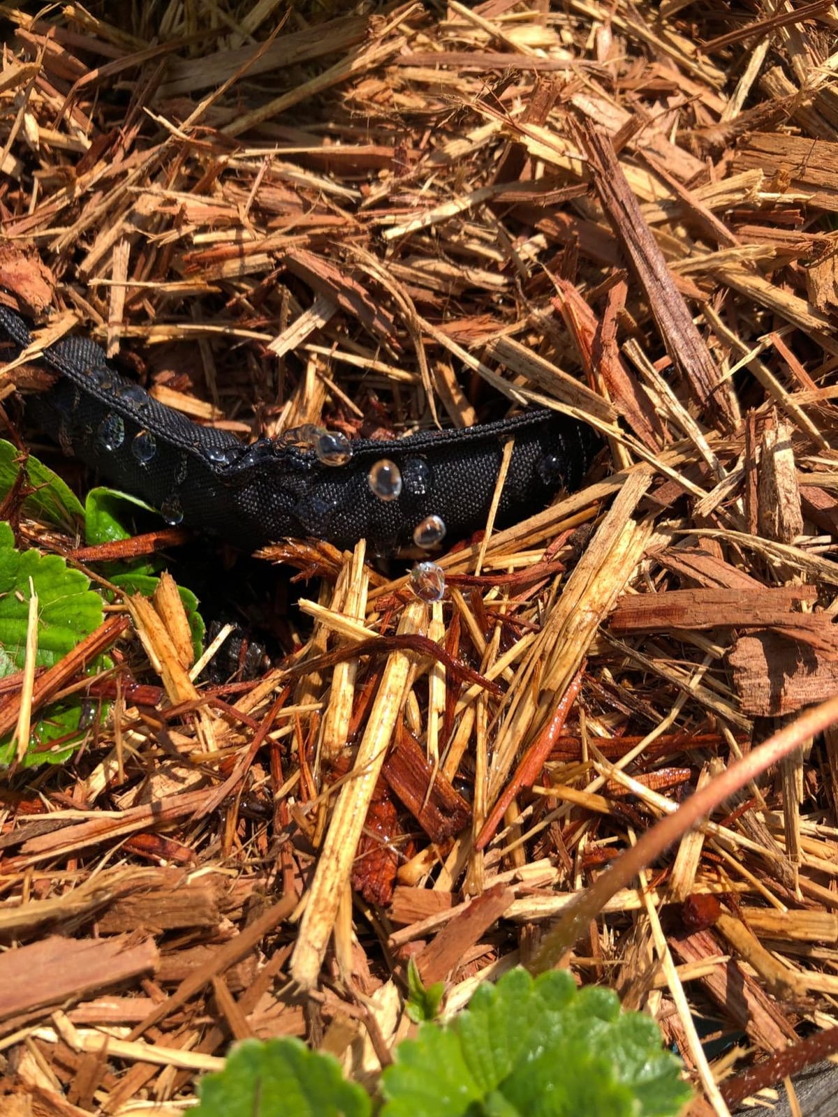 Gilmour 25' Black Flat Weeper Soaker Hose for Garden Beds, Drip Irrigation Outdoor Hose for Vegetable Gardens, Flower Beds, Lawns, and Orchards - 80% Water-Saving customer photo 1
