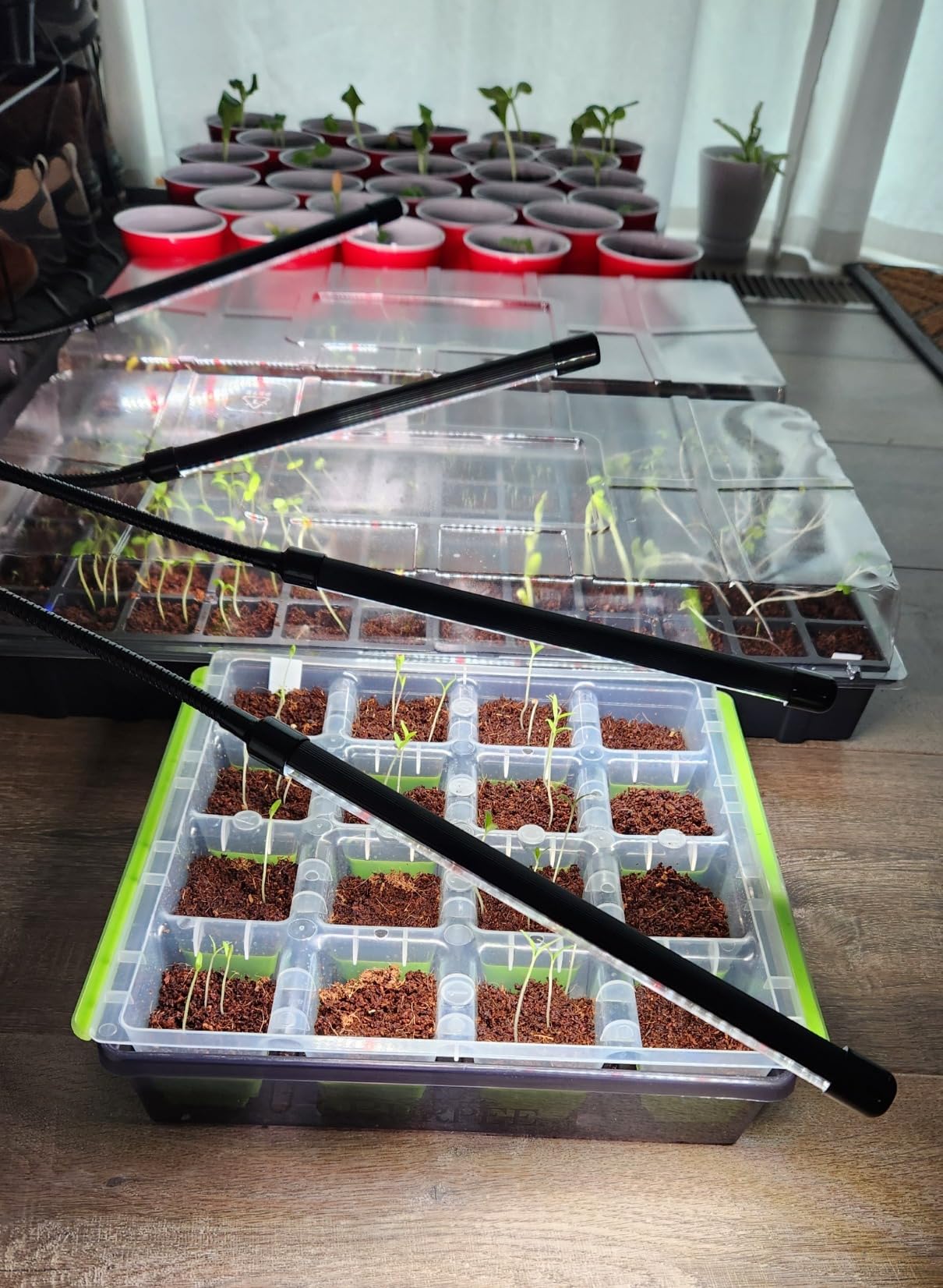 Burpee Greenhouse Indoor Starting Herbs, Flowers and Vegetables | Includes Dome, Watering, Seed Starter Tray, Coir Pellets | 10