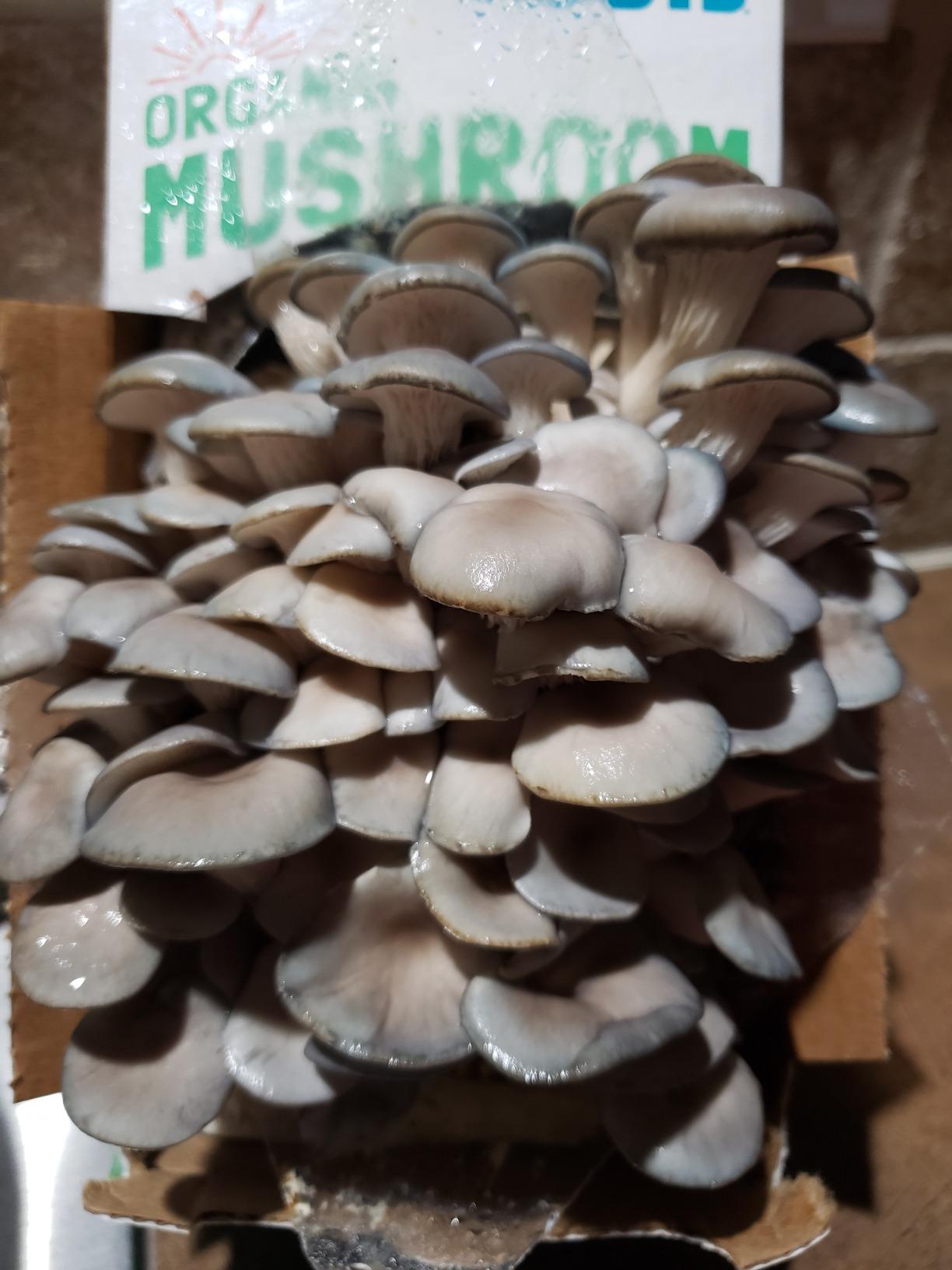 Back to the Roots Organic Oyster Mushroom Grow Kit, Harvest Gourmet Mushrooms In 10 Days customer photo 1