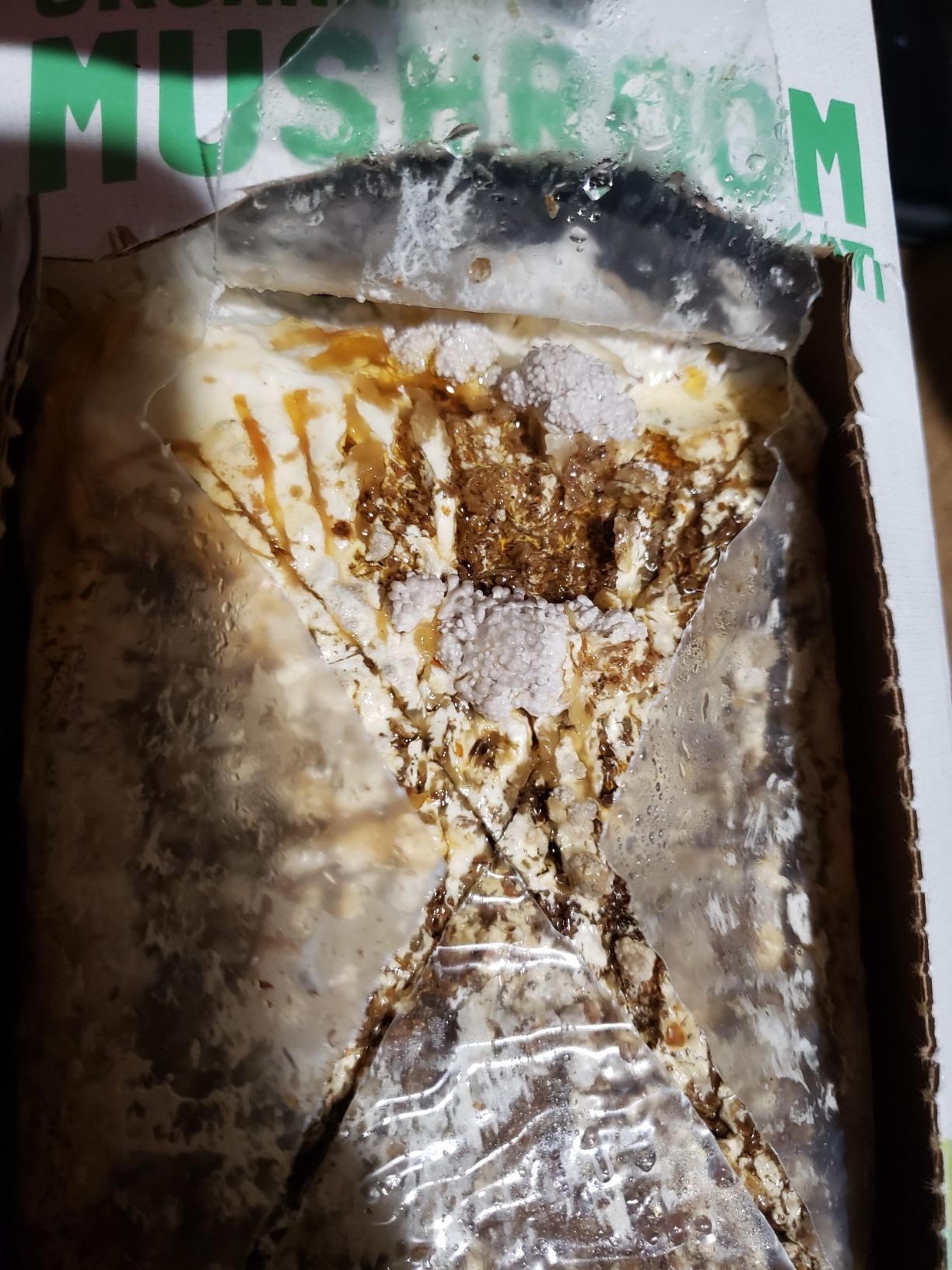 Back to the Roots Organic Oyster Mushroom Grow Kit, Harvest Gourmet Mushrooms In 10 Days customer photo 2