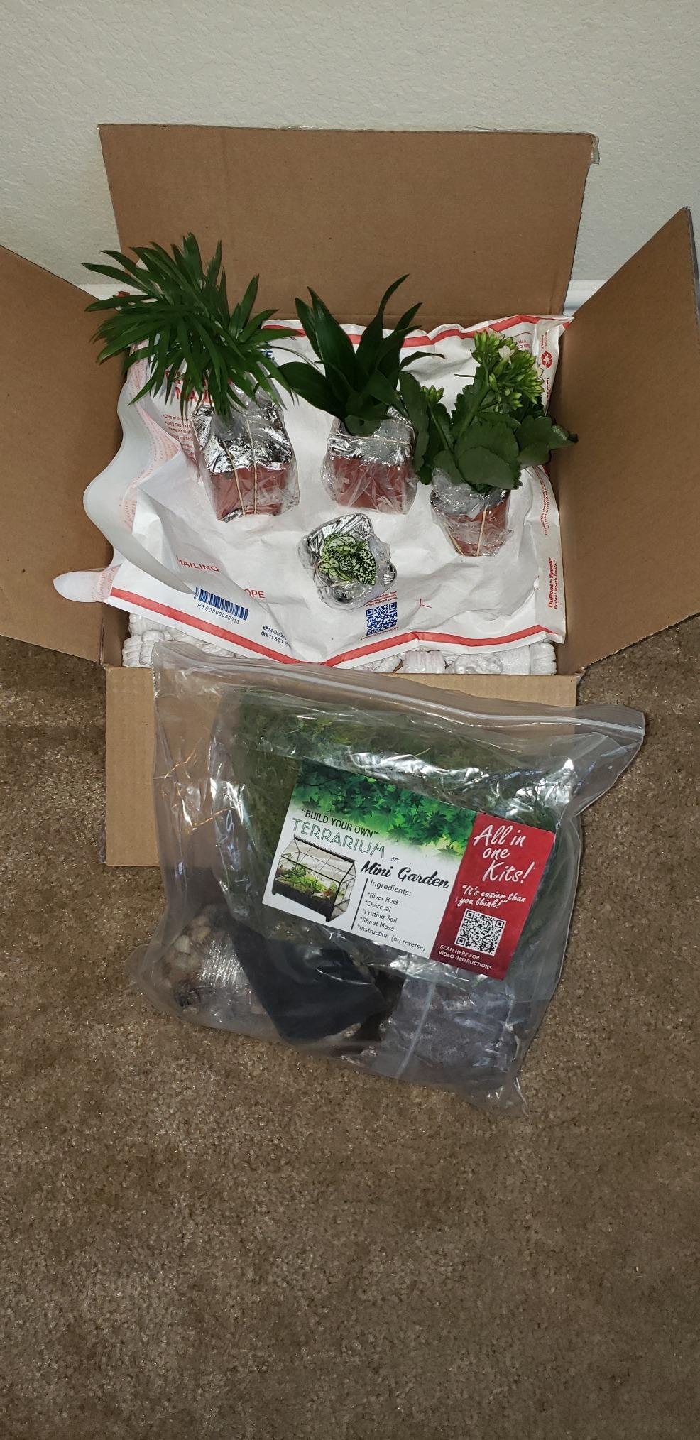 Creativity for Kids Grow 'N Glow Terrarium Kit - Educational Science Kits | Screen Free Summer Fun Activities | Gifts for Boys and Girls | Craft and STEM Projects (Ages 6+) customer photo 1