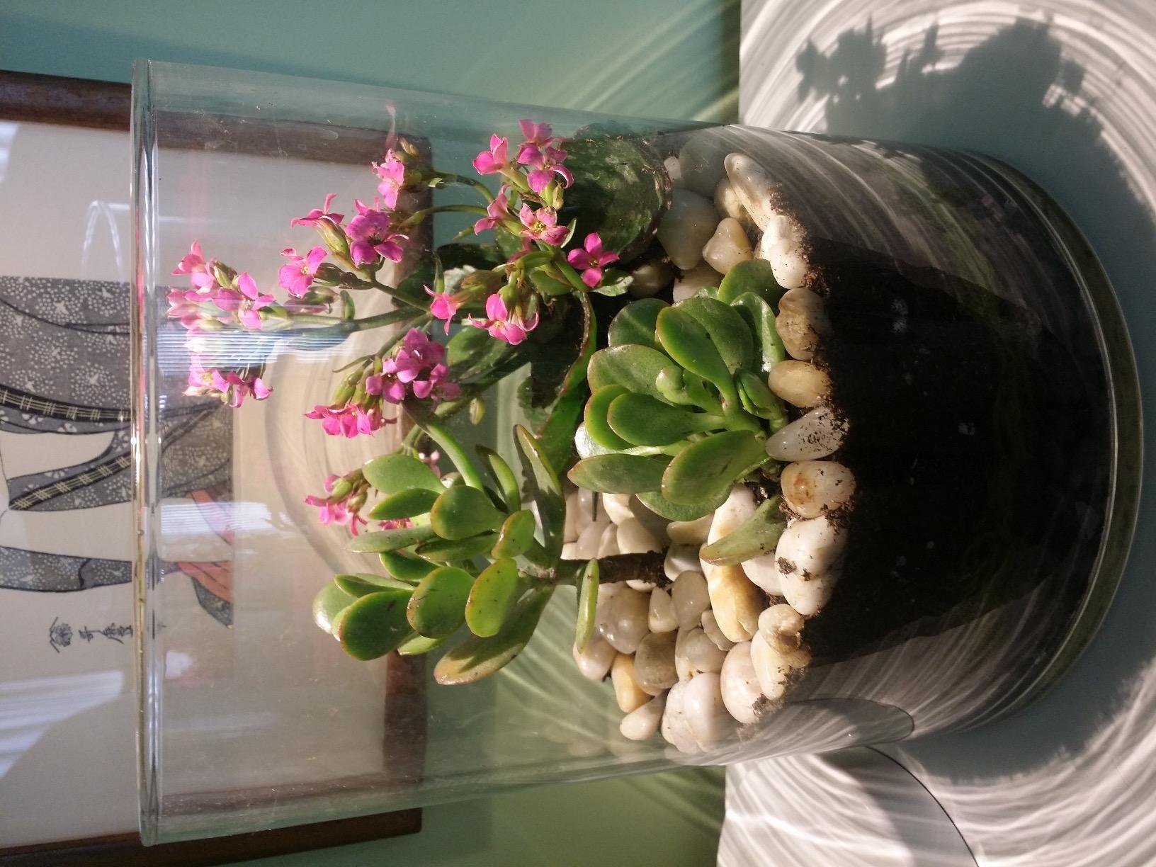Creativity for Kids Grow 'N Glow Terrarium Kit - Educational Science Kits | Screen Free Summer Fun Activities | Gifts for Boys and Girls | Craft and STEM Projects (Ages 6+) customer photo 2