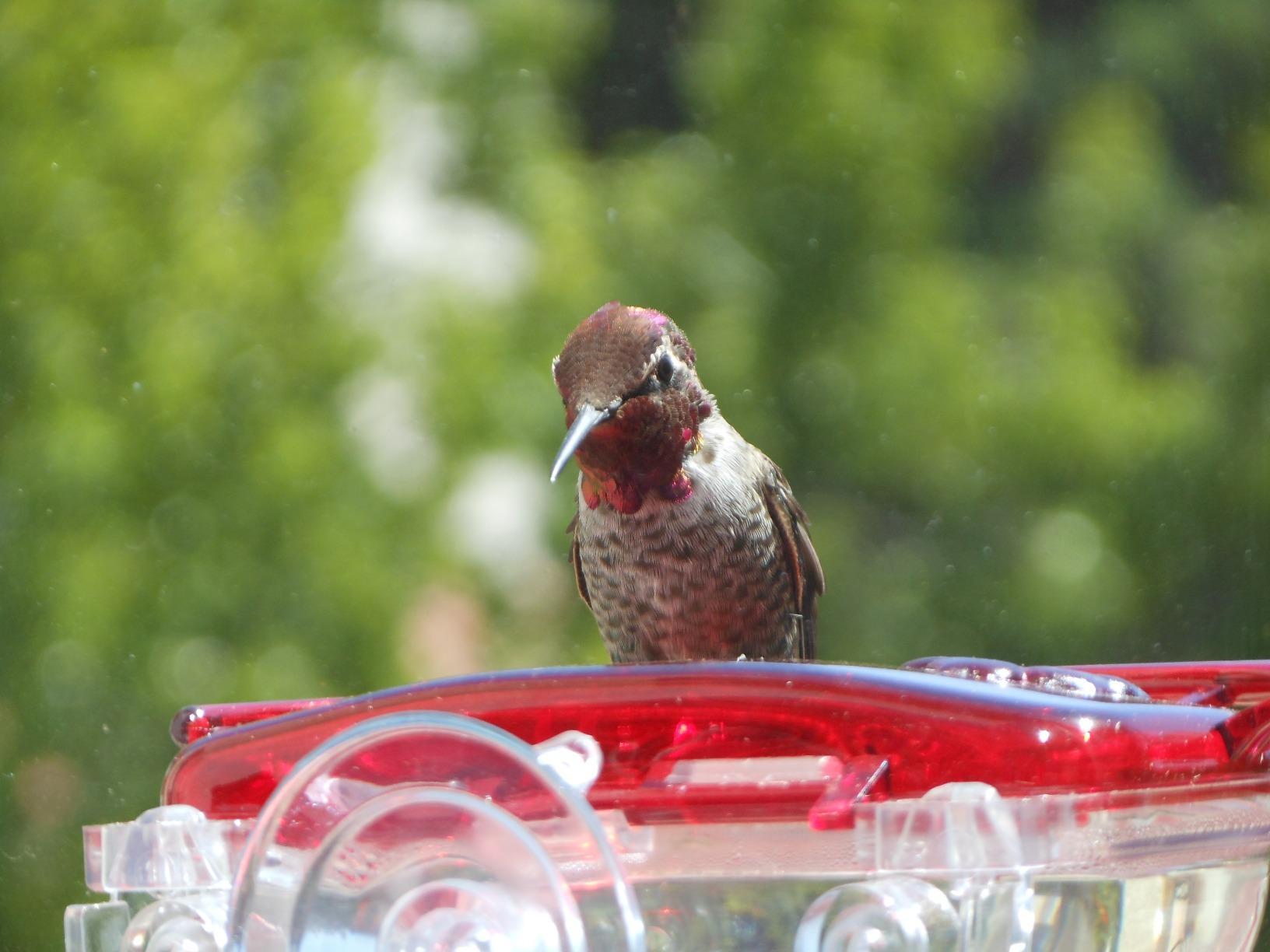 Aspects ASPECTS437 The Gem Window Hummingbird Feeder customer photo 1