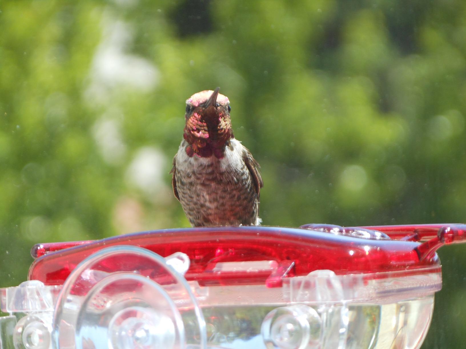 Aspects ASPECTS437 The Gem Window Hummingbird Feeder customer photo 2
