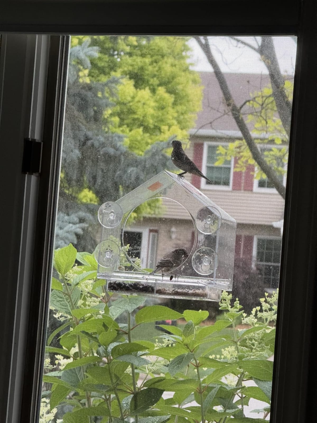Nature Anywhere Window Bird Feeder - Weather Proof Transparent Acrylic Bird Feeders for Outdoors - Enhanced Suction Grip, Bird Watching for Cats, Easy-to-Clean, Outdoor Birdhouse Feeder customer photo 2