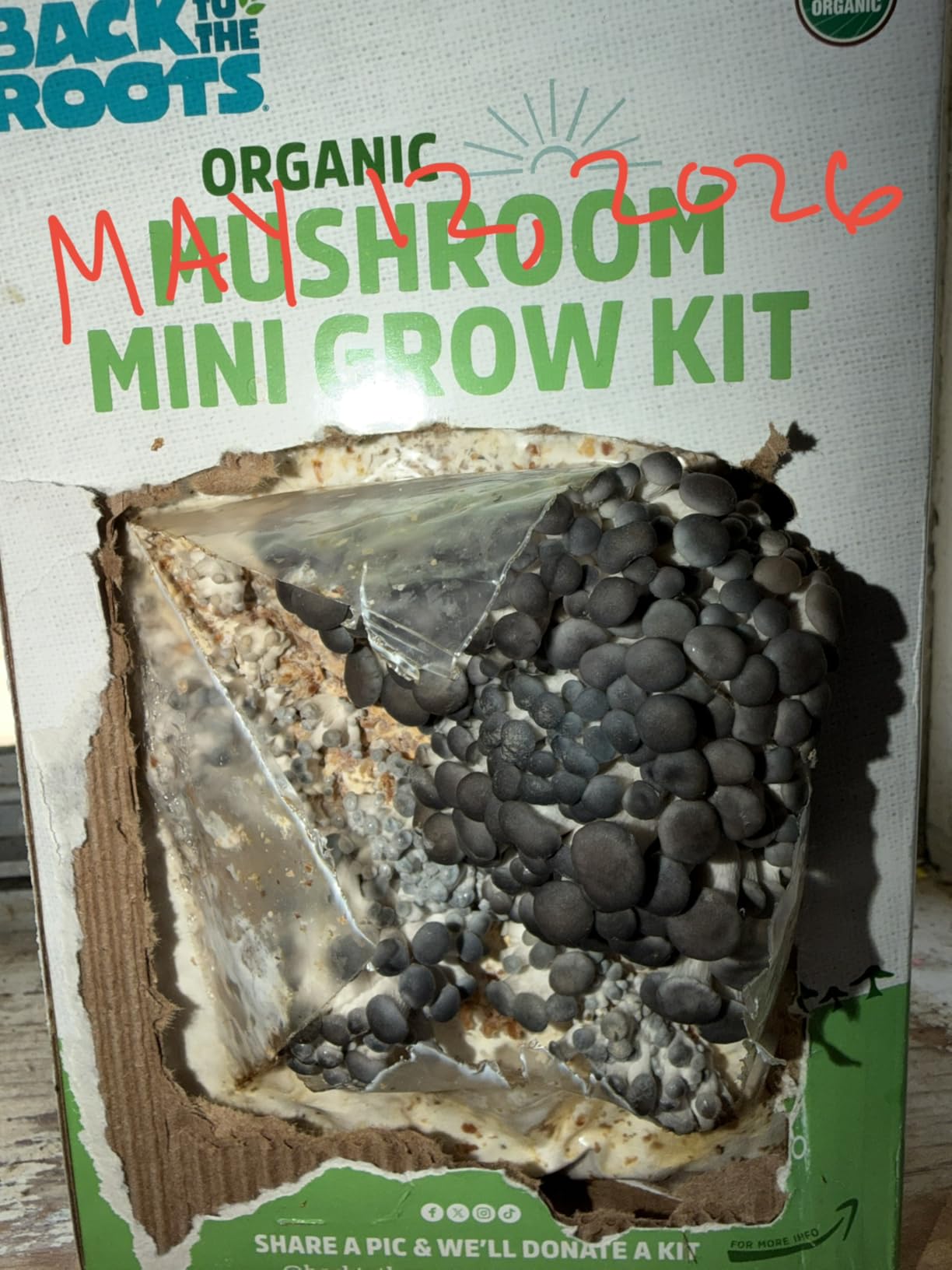 Back to the Roots Organic Mini Mushroom Grow Kit, Harvest Gourmet Oyster Mushrooms In 10 Days customer photo 1