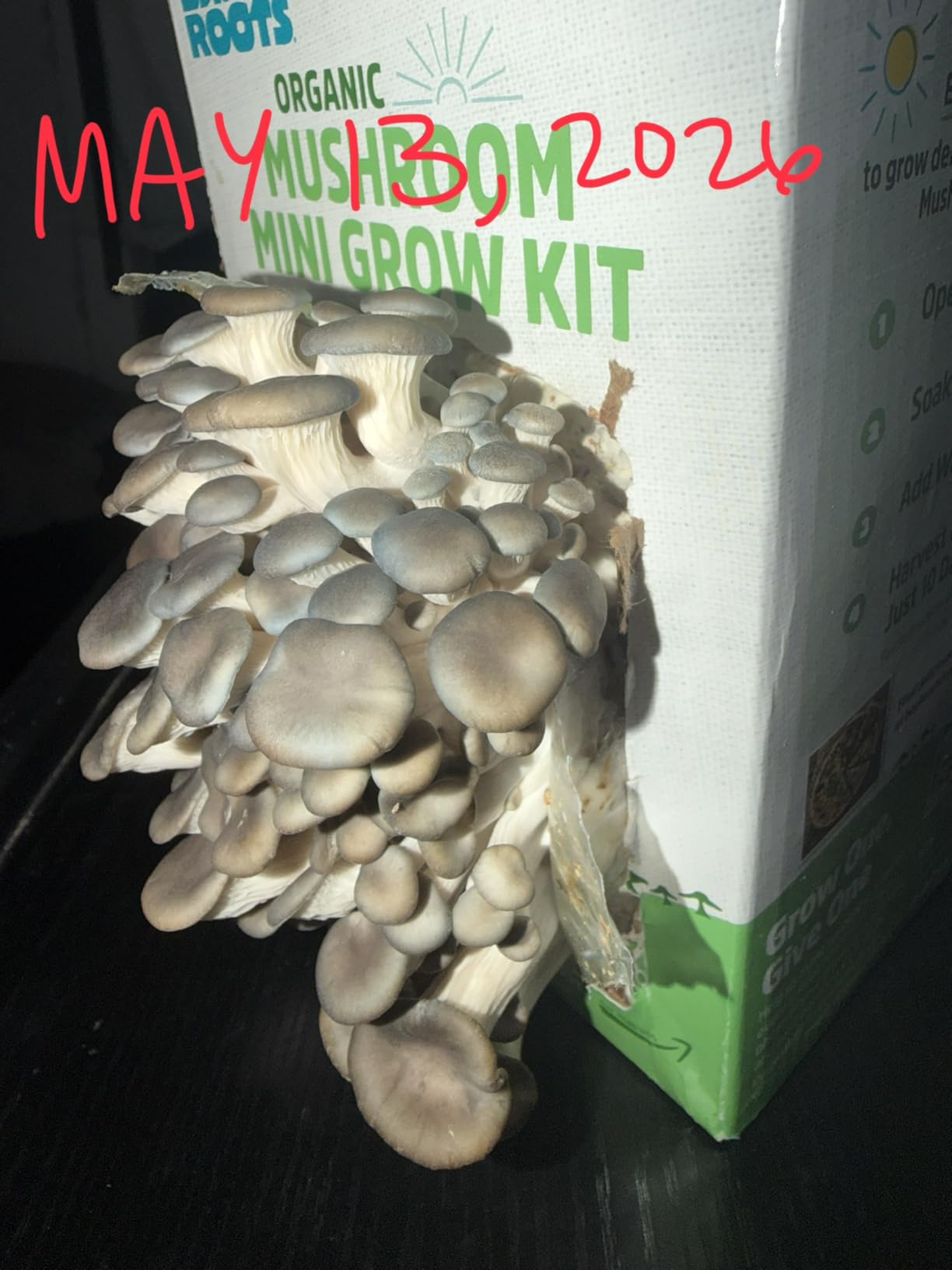 Back to the Roots Organic Mini Mushroom Grow Kit, Harvest Gourmet Oyster Mushrooms In 10 Days customer photo 2