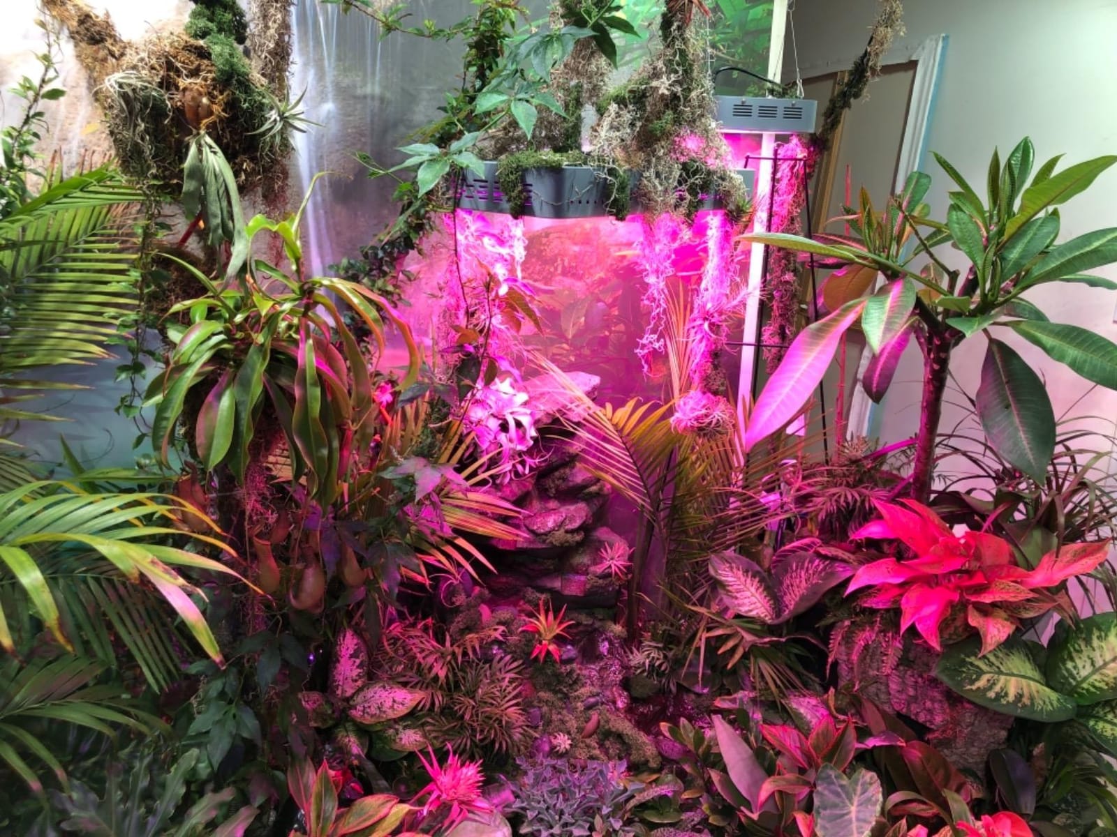 KingLED KP1000 LED Grow Light for Indoor Plants, Full Spectrum Plant Light with Veg & Bloom Mode, 100W Growing Lamp for Seed Starting Seedlings Vegetable Hydroponic Greenhouse customer photo 2