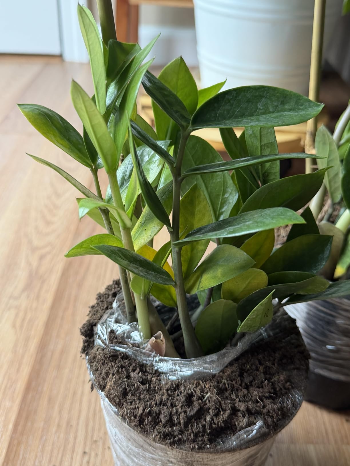 Costa Farms ZZ Plant, Live Indoor Plant, Air Purifying, Easy Care | Glossy, drought-tolerant and nearly impossible to kill customer photo 1