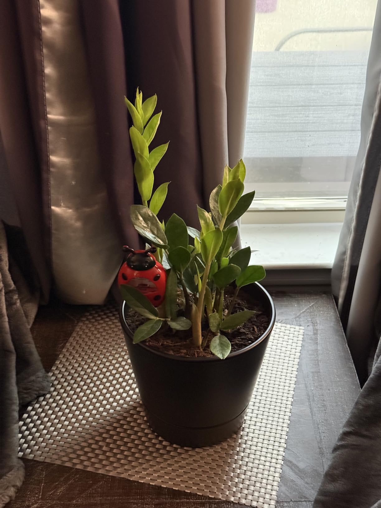 Costa Farms ZZ Plant, Live Indoor Plant, Air Purifying, Easy Care | Glossy, drought-tolerant and nearly impossible to kill customer photo 2