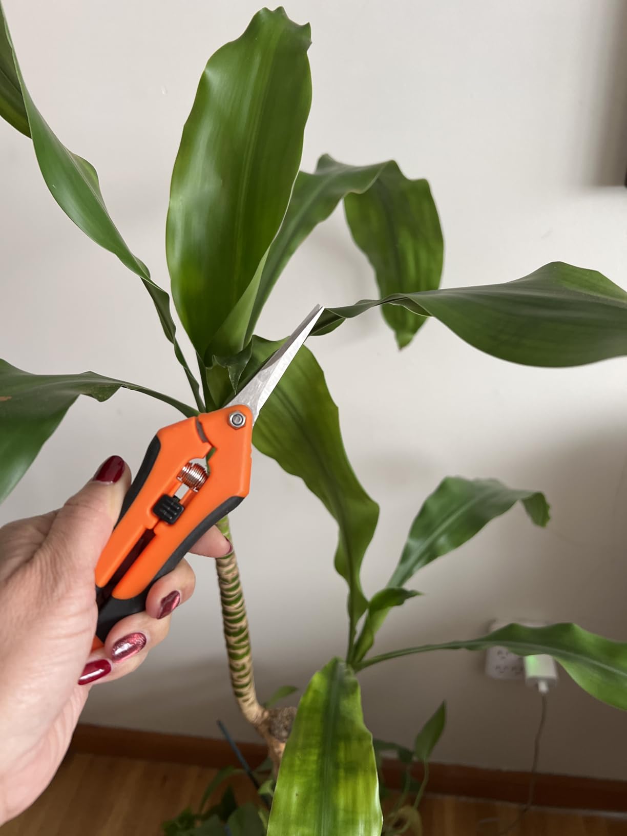 VIVOSUN 6.5 Inch Gardening Scissors Hand Pruner Pruning Shear with Straight Stainless Steel Blades Orange 1-Pack | Straight Precision Stainless Steel Blades, Comfort Ergonomic Grips, Ideal Snip for Deadheading, Trimming & Shaping Plants customer photo 2