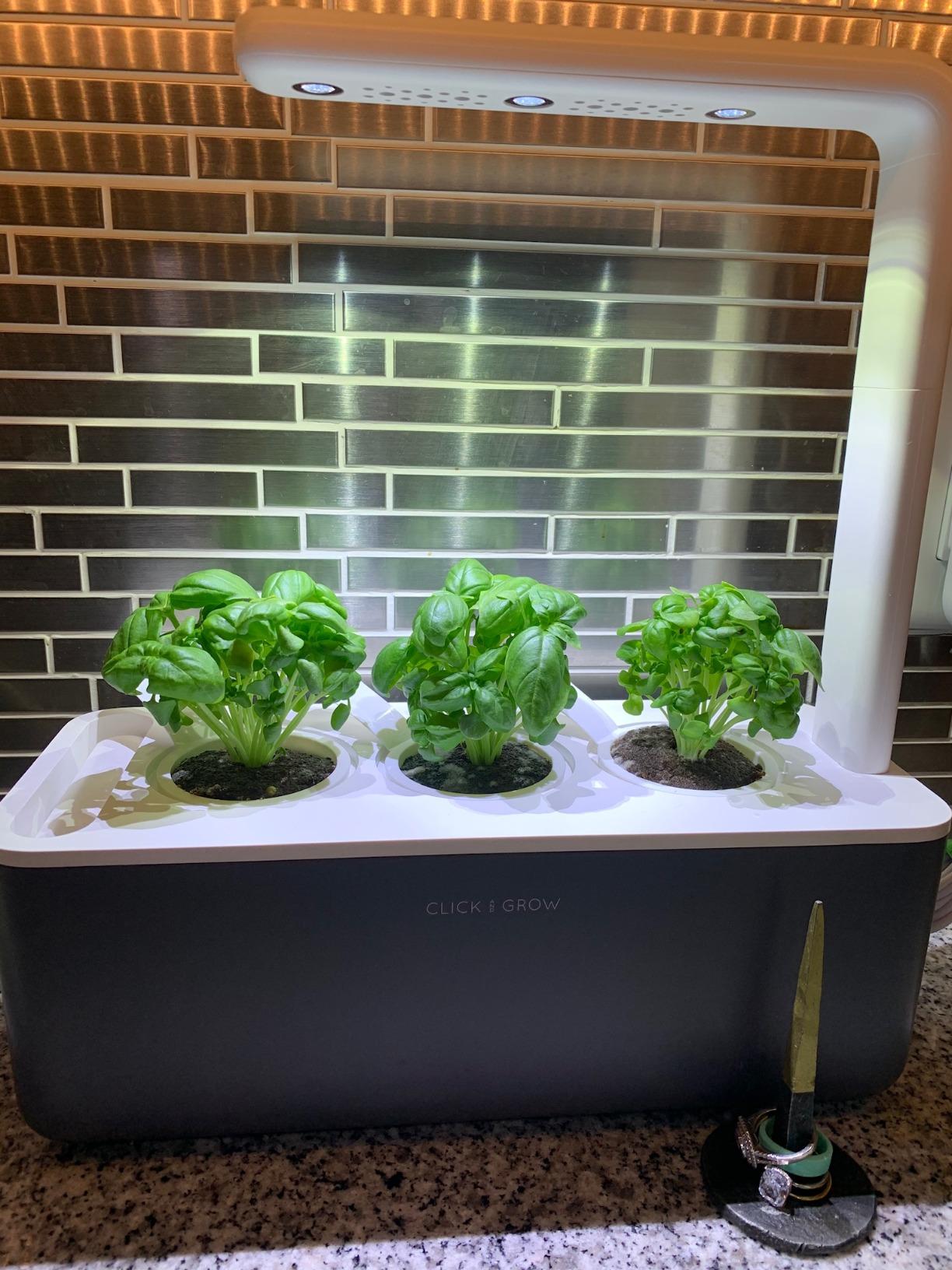 Click & Grow Indoor Herb Garden Kit with Grow Light | Smart Garden for Home Kitchen Windowsill | Easier Than Hydroponics Growing System | Vegetable Gardening Starter (3 Basil Pods Included), White customer photo 1