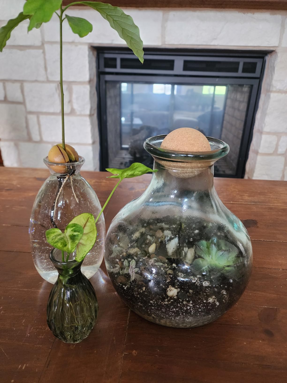 Succulent Planter Kit - Terrarium Kit with Succulent Soil, Gravel, Pebble, Moss customer photo 1