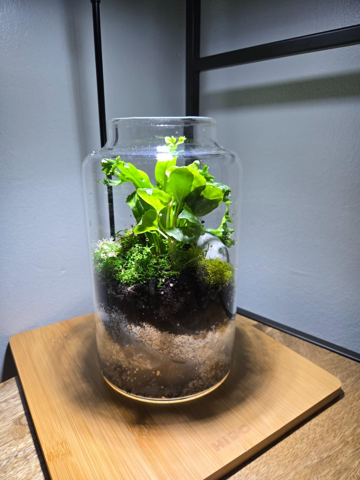 Cute Farms Terrarium Starter Kit | Moss, Vermiculite, Soil, Pebbles, Plant Food, Finishing Tools, Build and Care Guide | DIY Succulent Terrarium for Adults and Kids (Large) customer photo 2