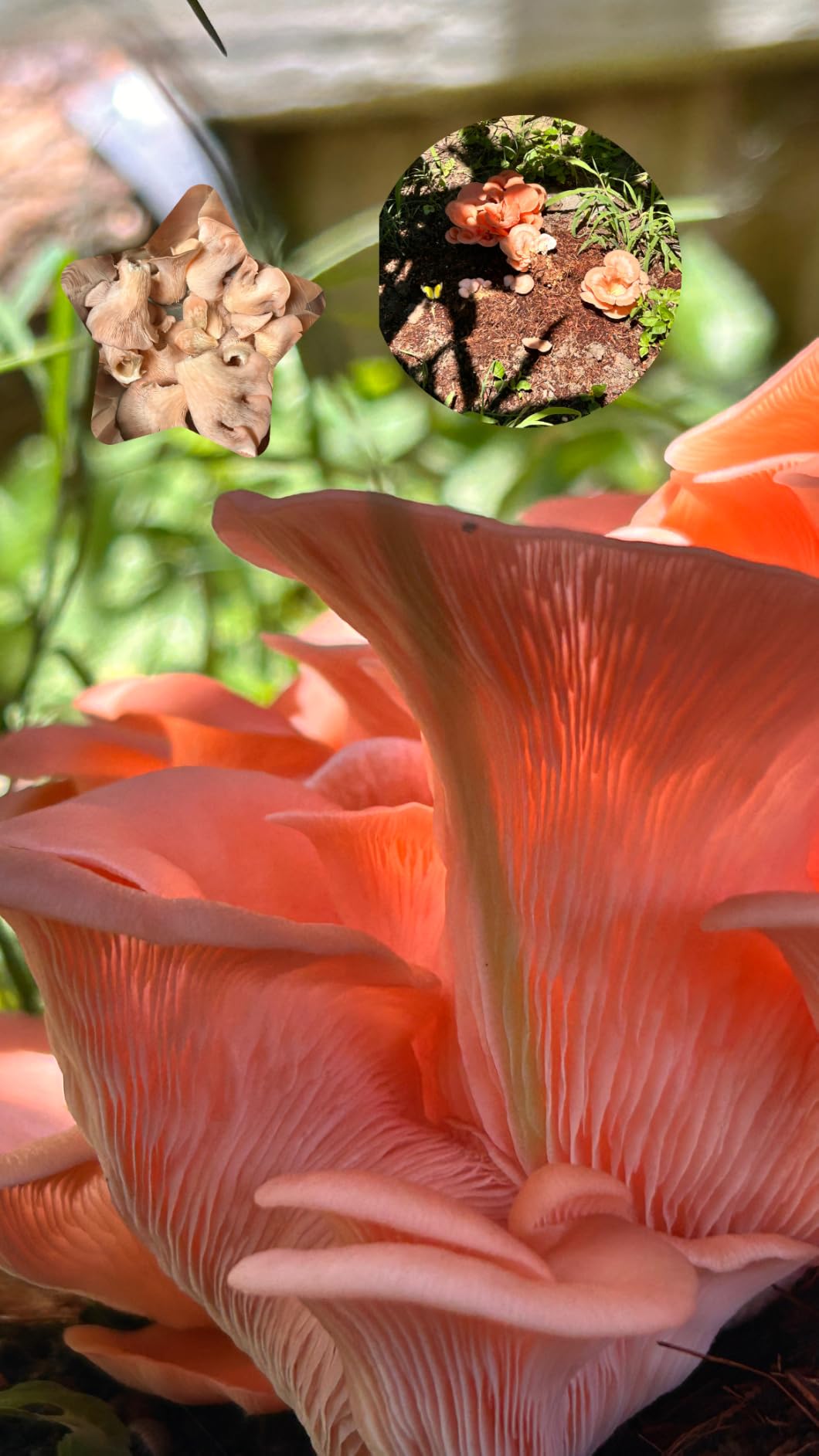 Pink Oyster Mushroom Grow Kit, Ready to Grow Indoors - Beginner-friendly kit customer photo 1