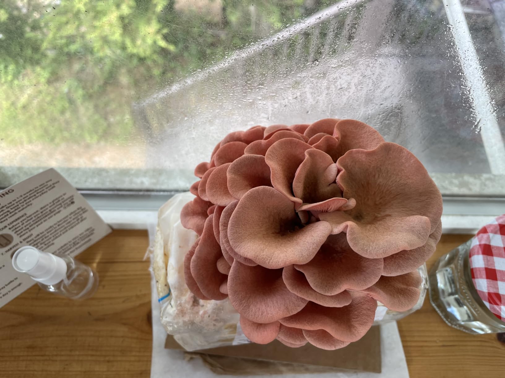 Pink Oyster Mushroom Grow Kit, Ready to Grow Indoors - Beginner-friendly kit customer photo 2