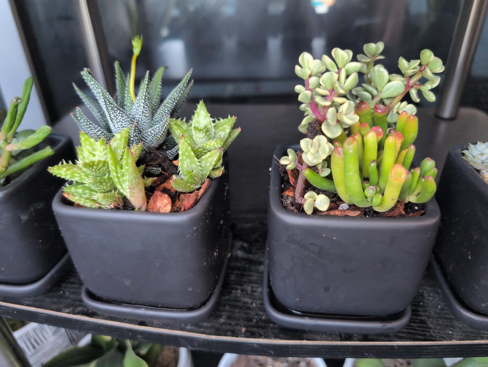 Altman Plants, Assorted Succulents Plants Live Houseplants (8PK), Succulent Plants Home Office Plants Live Indoor Plants, Live Plants Indoor House Plants, Easy Care Plants, Desk Plants, Kitchen Plants customer photo 1