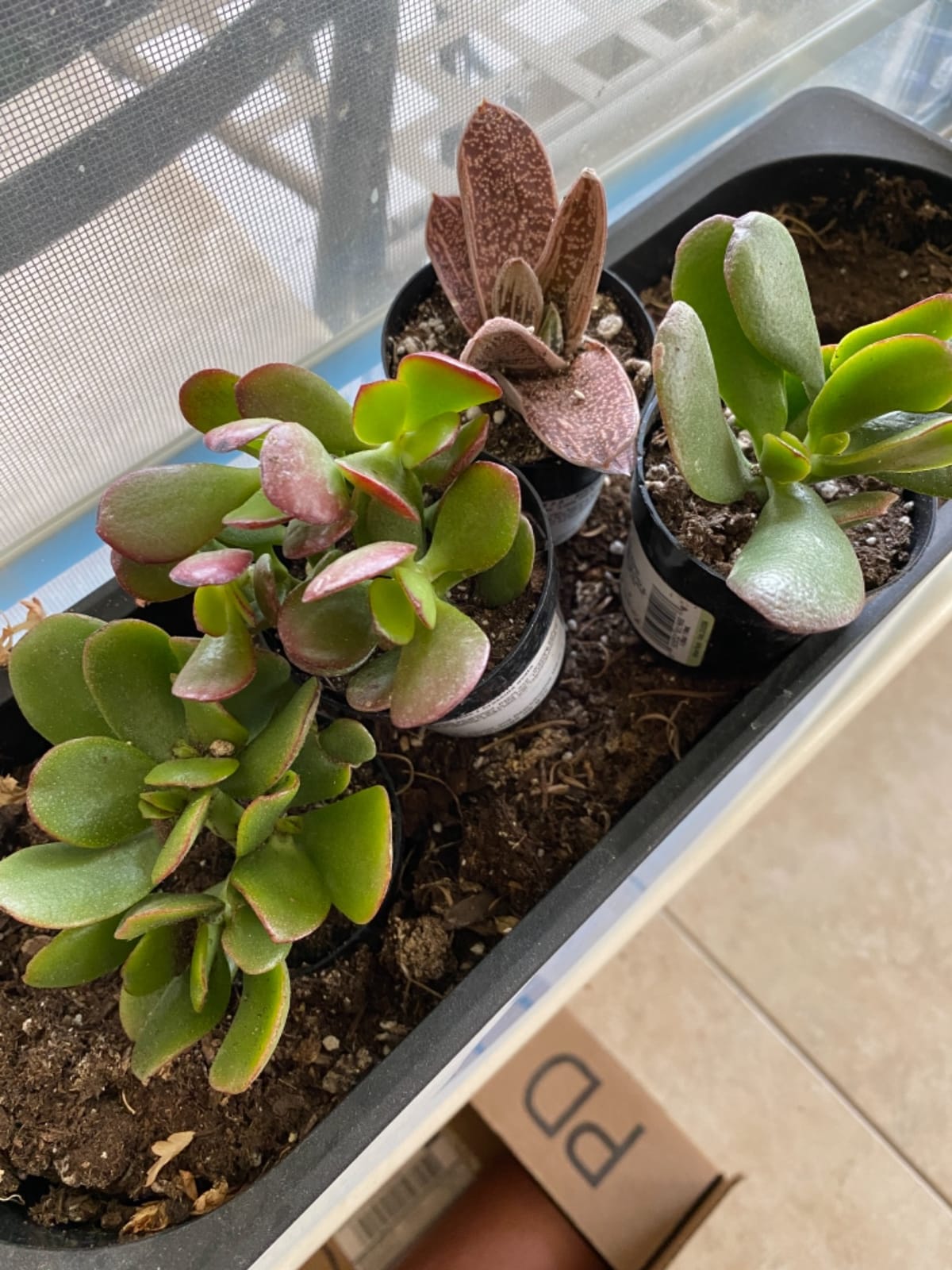 Altman Plants, Assorted Succulents Plants Live Houseplants (8PK), Succulent Plants Home Office Plants Live Indoor Plants, Live Plants Indoor House Plants, Easy Care Plants, Desk Plants, Kitchen Plants customer photo 2