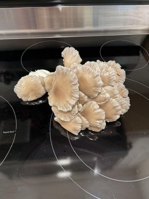 Brown Oyster Mushroom Grow Kit, Ready to Grow Indoors - Beginner-friendly kit customer photo 1