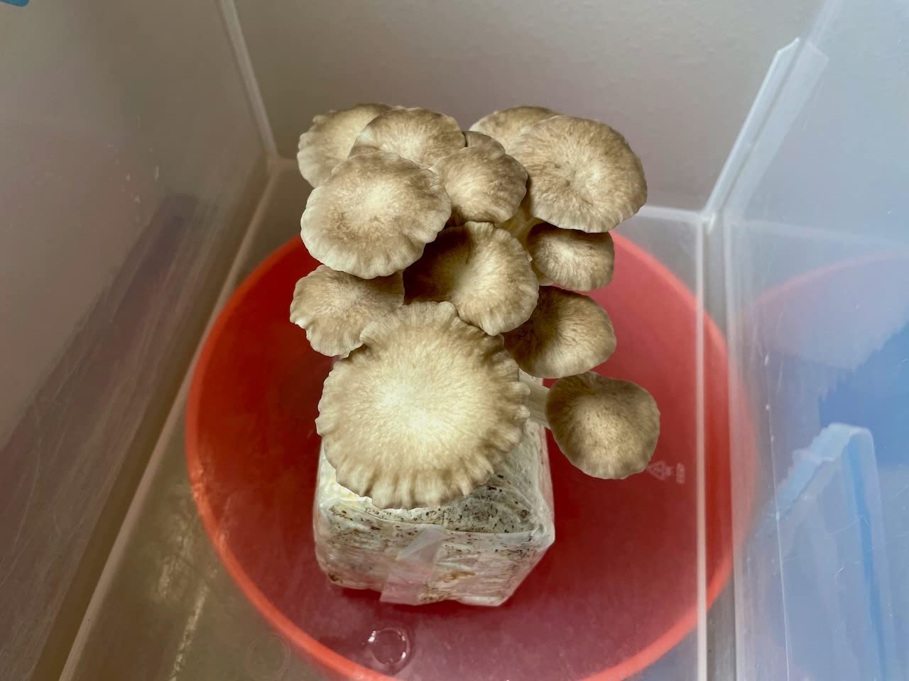 Brown Oyster Mushroom Grow Kit, Ready to Grow Indoors - Beginner-friendly kit customer photo 2
