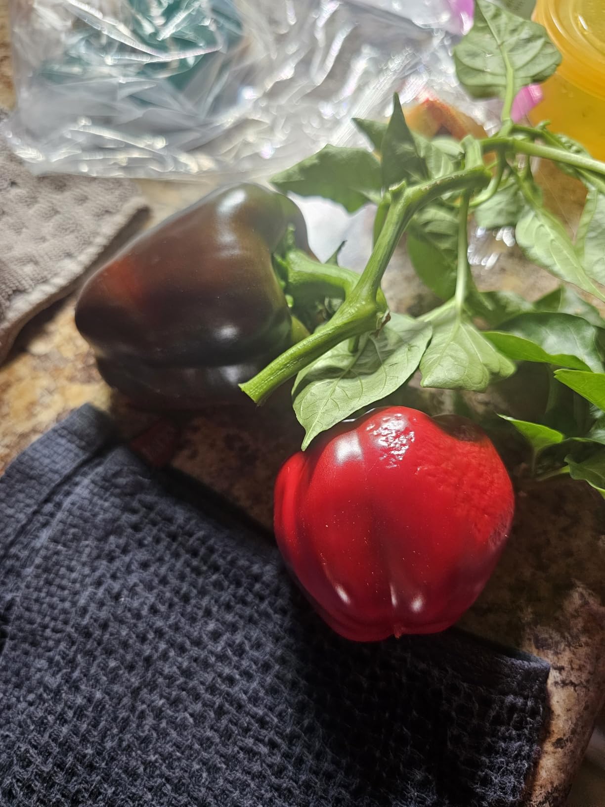 AeroGarden Harvest Elite, Stainless Steel | Indoor Garden with LED Grow Light customer photo 2