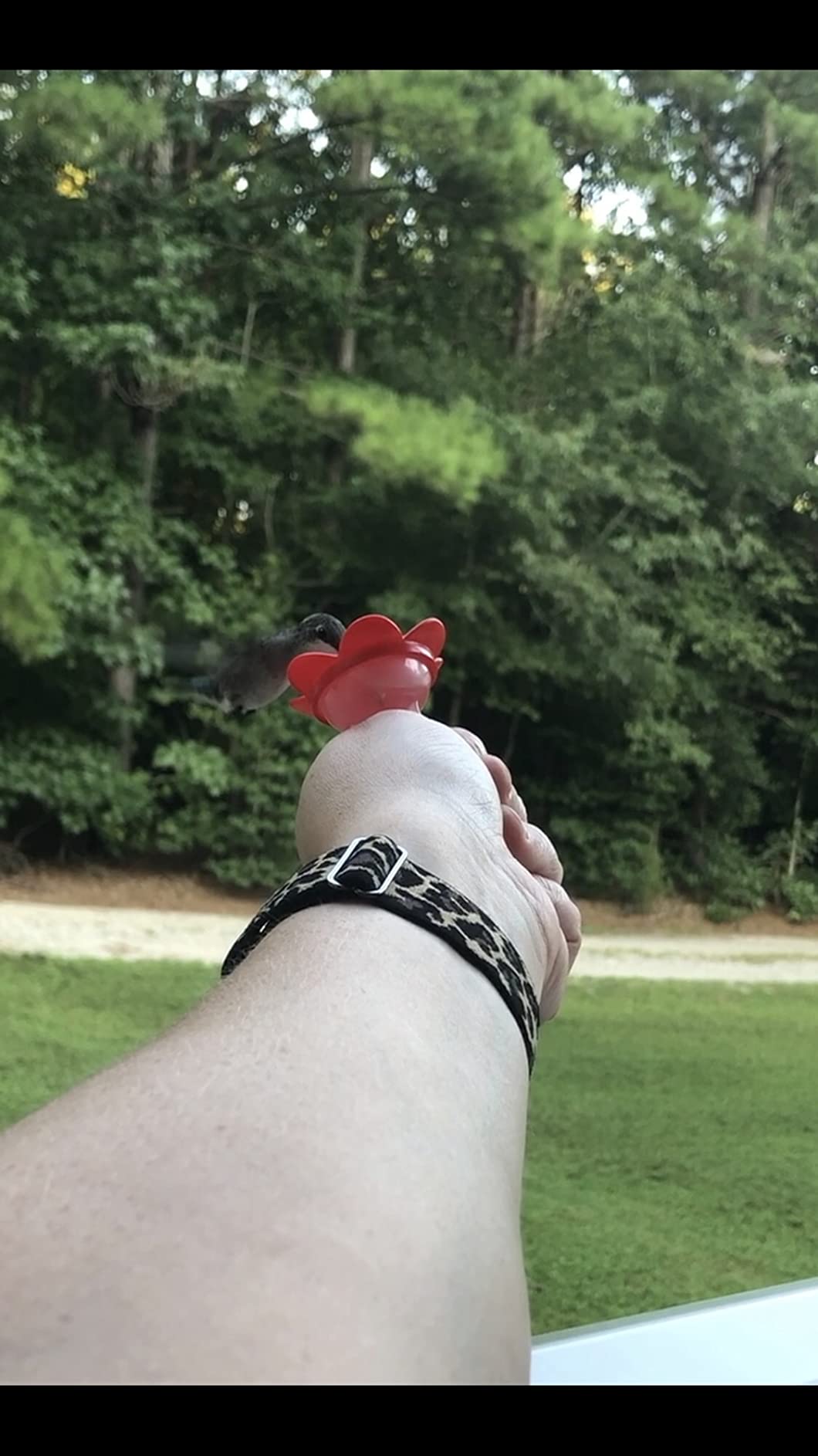 2-in-1 Window Hummingbird Feeder with Suction Cup, Mount to Window or Remove Rings to Hand Feed Hummingbirds, Made in the USA customer photo 1