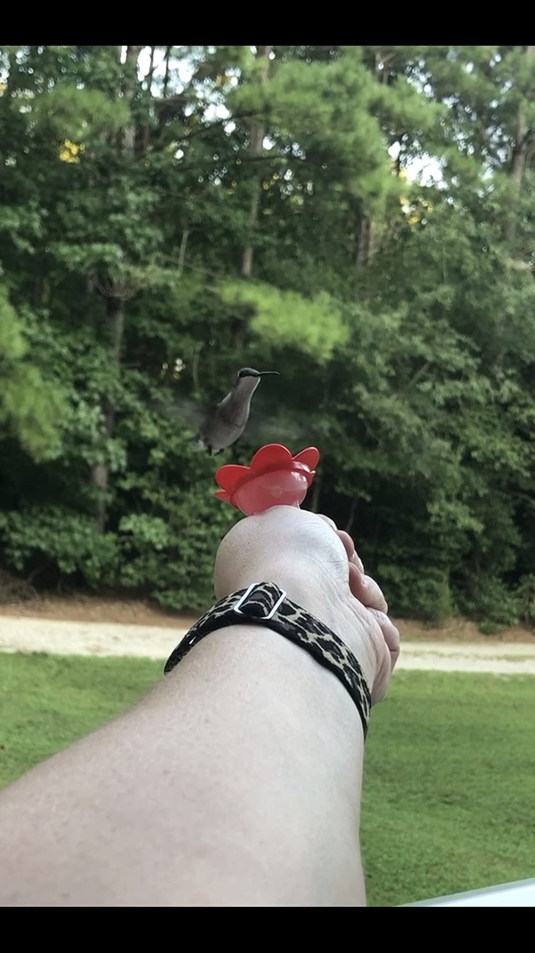 2-in-1 Window Hummingbird Feeder with Suction Cup, Mount to Window or Remove Rings to Hand Feed Hummingbirds, Made in the USA customer photo 2