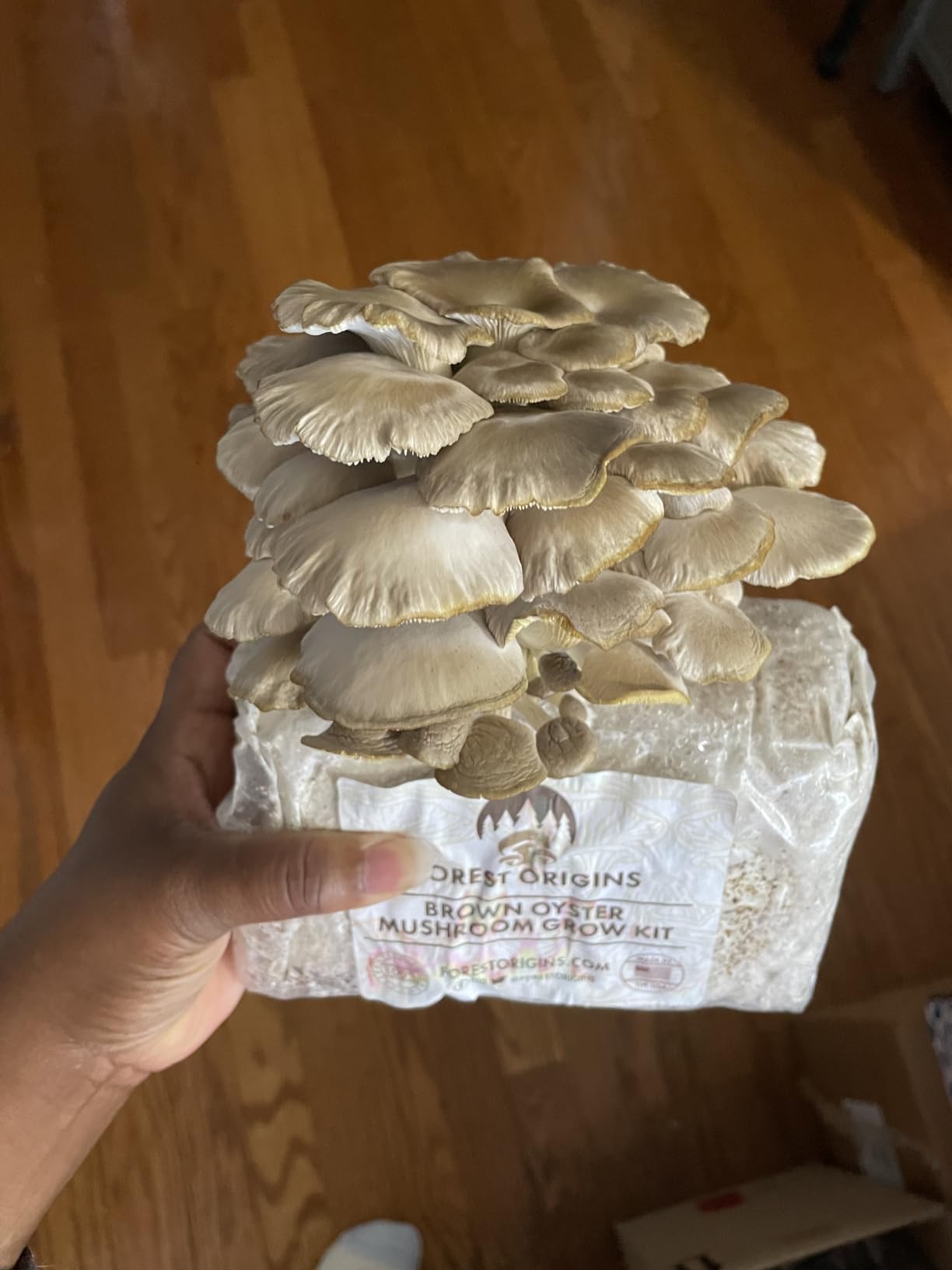 Specialty Trio Oyster Mushroom Kits, Pink Brown White 3-Pack - Beginner-friendly kits customer photo 2