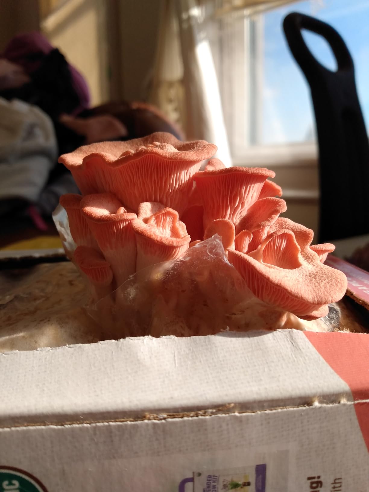 Back to the Roots Organic Pink Mushroom Grow Kit, Harvest Gourmet Mushrooms In 10 Days customer photo 2