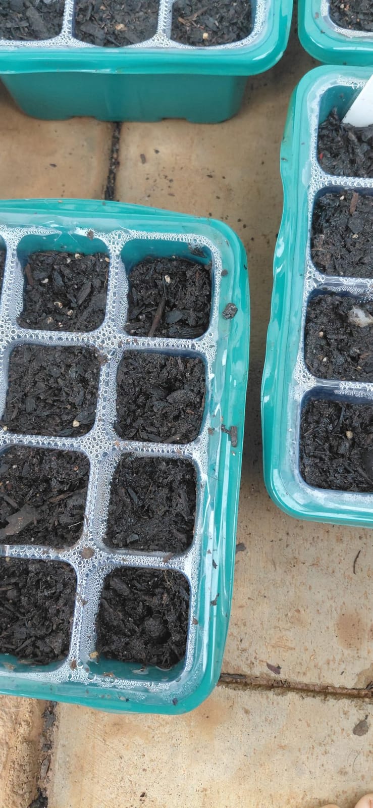 MIXC 10 Packs Seed Starter Tray Seed Starter Kit with Humidity Dome (120 Cells Total Tray) Seed Starting Trays Plant Starter Kit and Base Mini Greenhouse Germination Kit for Seeds Growing Starting customer photo 2