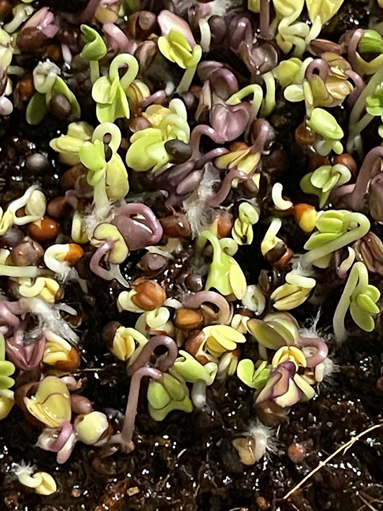 Back to the Roots DIY Microgreen Grow Kit, 6-Grow Variety Pack customer photo 1