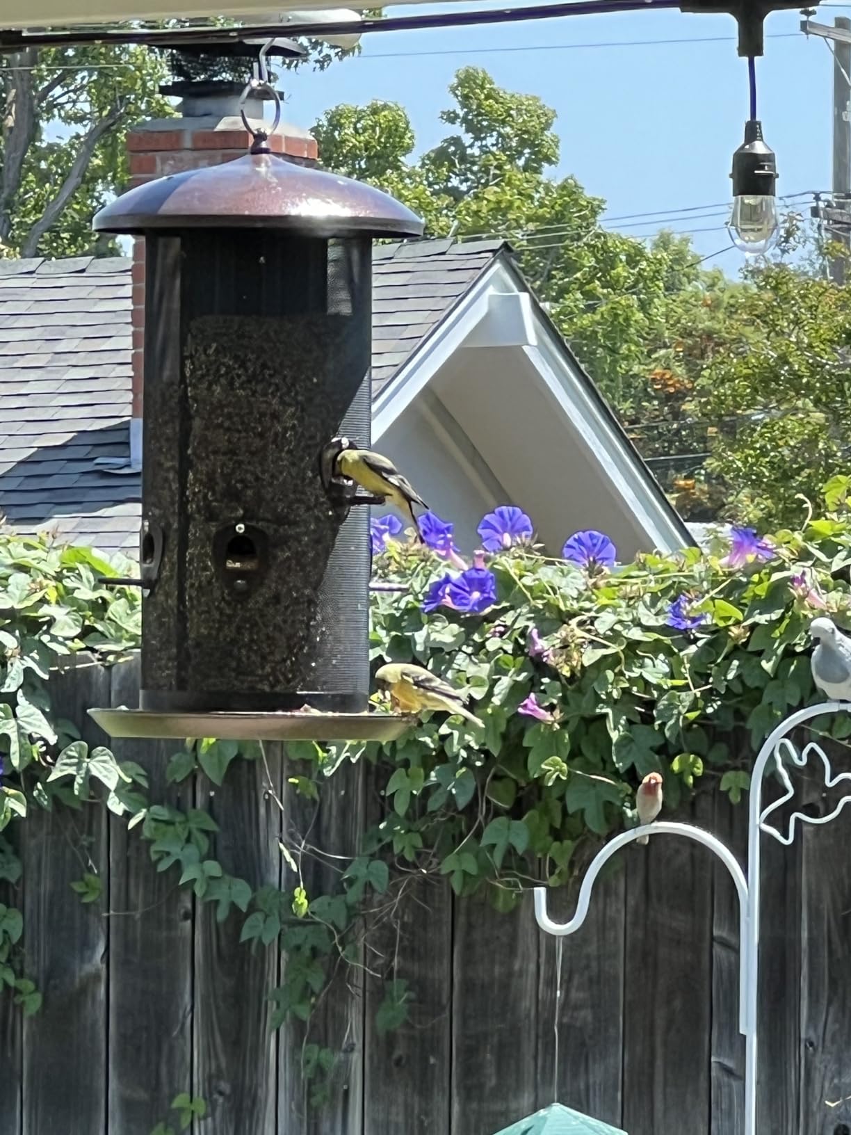 Nature's Rhythm Metal Hopper Bird Feeder Two Chambers, Heavy Duty Mesh Metal Dual Seed Compartments, 10lbs Seed Capacity customer photo 1