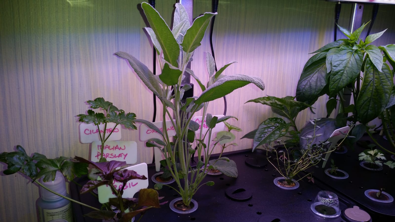 iDOO 12Pods Hydroponics Growing System Garden with LED Grow Light | Indoor Herb Garden for Home Office, Built-in Fan, Auto-Timer, Adjustable Height Up to 11.3