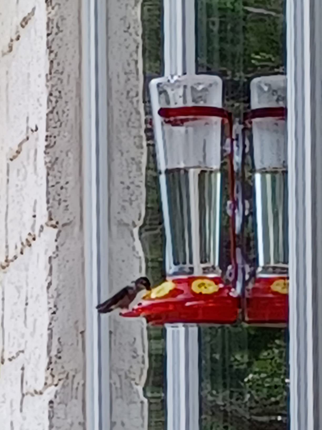 Large Leak Proof Window Hummingbird Feeders for Outdoors Hanging - Wasp and Bee Proof - Window Hummingbird Feeder for Outdoor - Window Mount customer photo 1