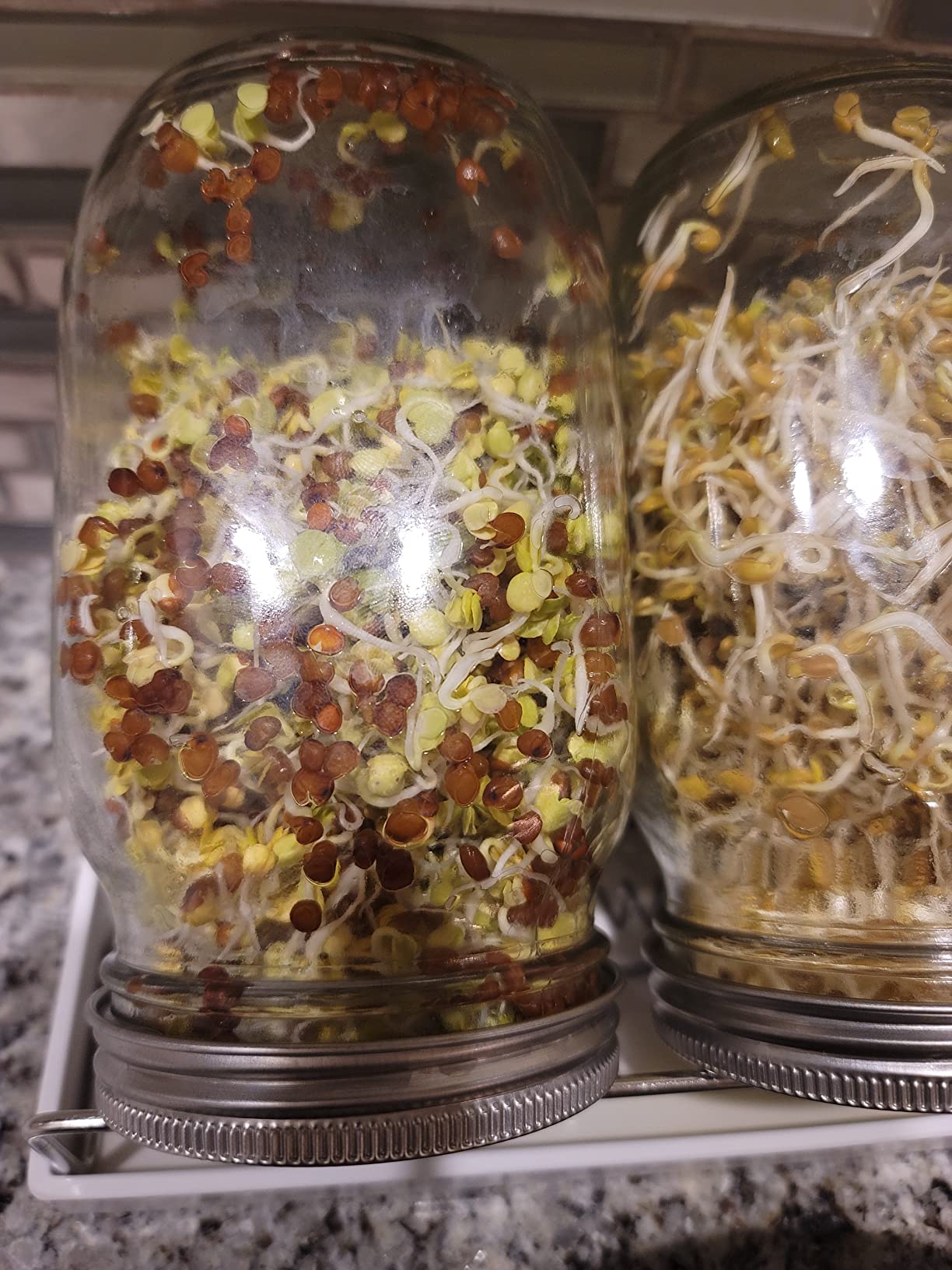 Sprouting Jar Kit-2 Wide Mouth Quart Mason Jars with 316 Stainless Steel Screen Sprout Lids, Drip Tray, Stand | Seed Sprouter Set for Growing Broccoli, Alfalfa, Mung Bean customer photo 1