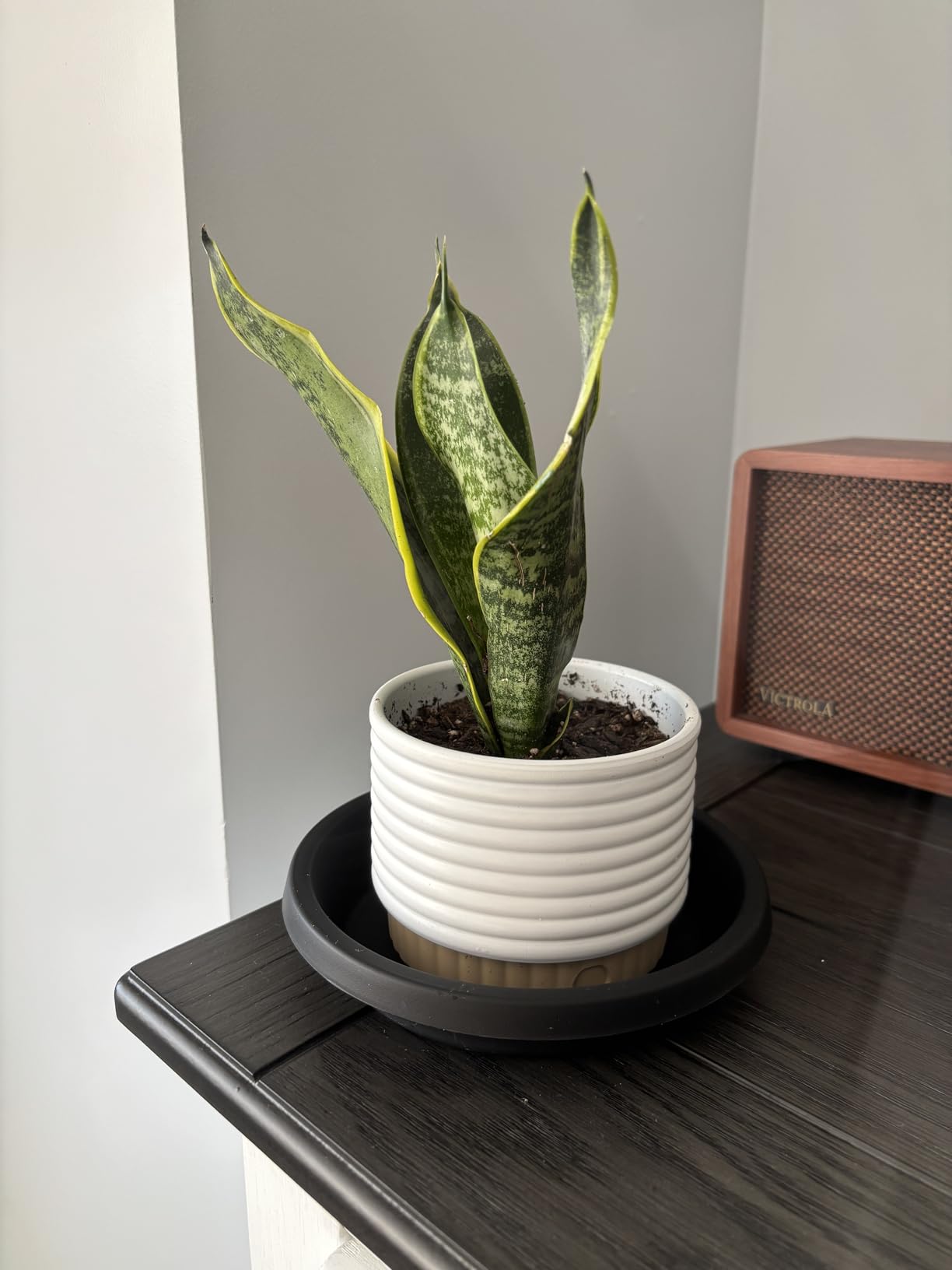 Costa Farms Snake Plant, Live Sansevieria Indoor Houseplant in 4-Inch Decorative Pot, 8-12 Inches Tall, Low Light Air Purifying Succulent, Easy Care Room Decor Gift customer photo 1