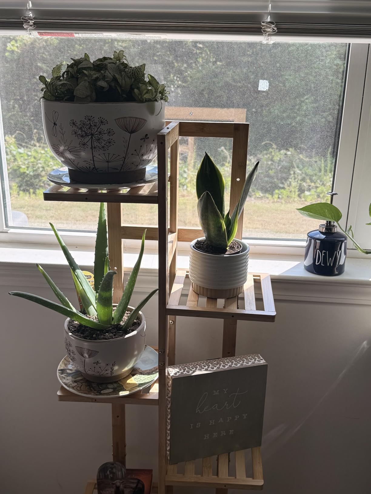 Costa Farms Snake Plant, Live Sansevieria Indoor Houseplant in 4-Inch Decorative Pot, 8-12 Inches Tall, Low Light Air Purifying Succulent, Easy Care Room Decor Gift customer photo 2
