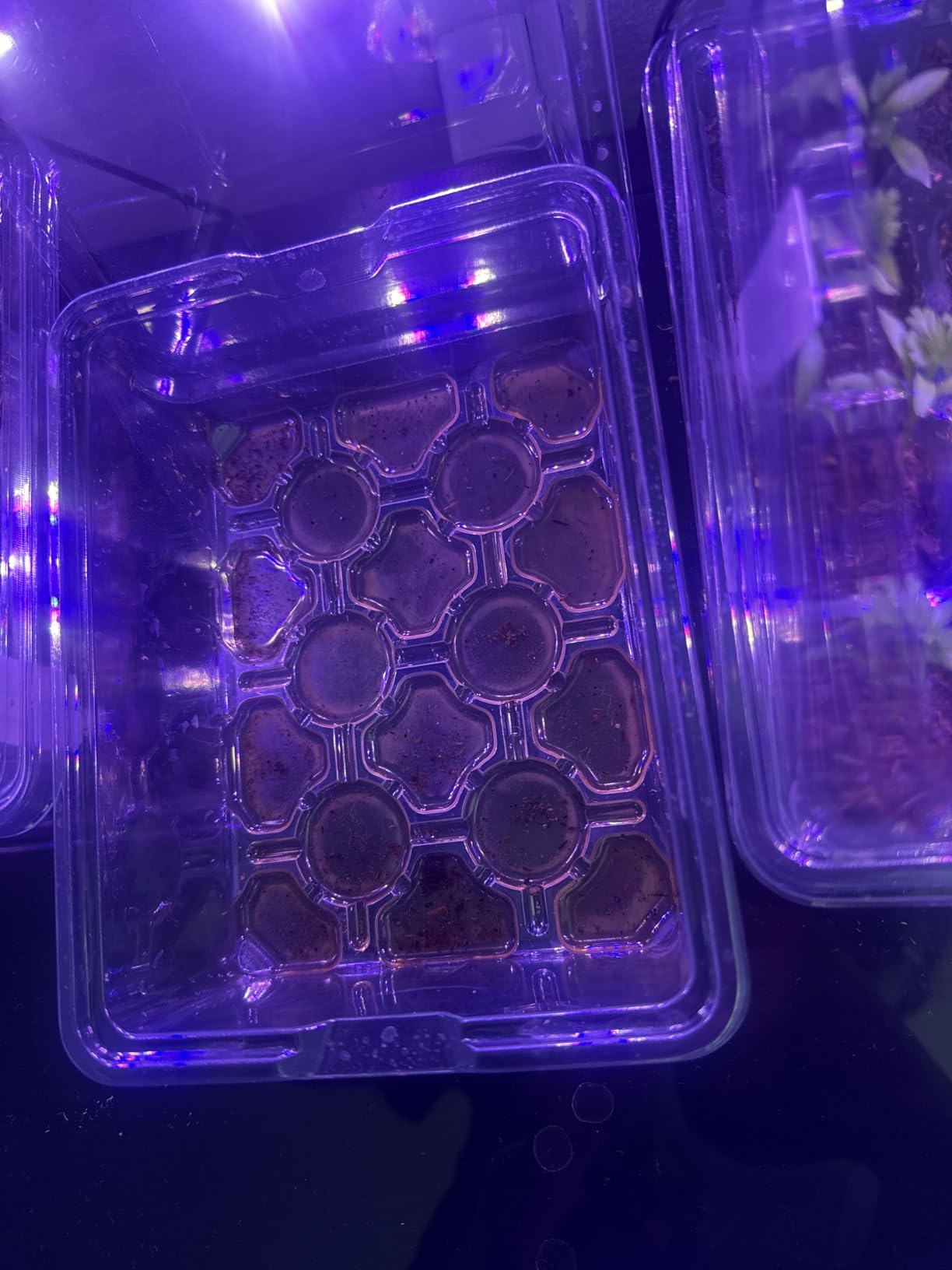 Seed Starter Trays with 12-LED Grow Lights, Green, 5 Pack | 5 Seed Starter Kits, 60 Cells, 12-LED Grow Light per Tray, Vented Humidity Domes, Drainage Holes, 1-to-5 USB Cable customer photo 1