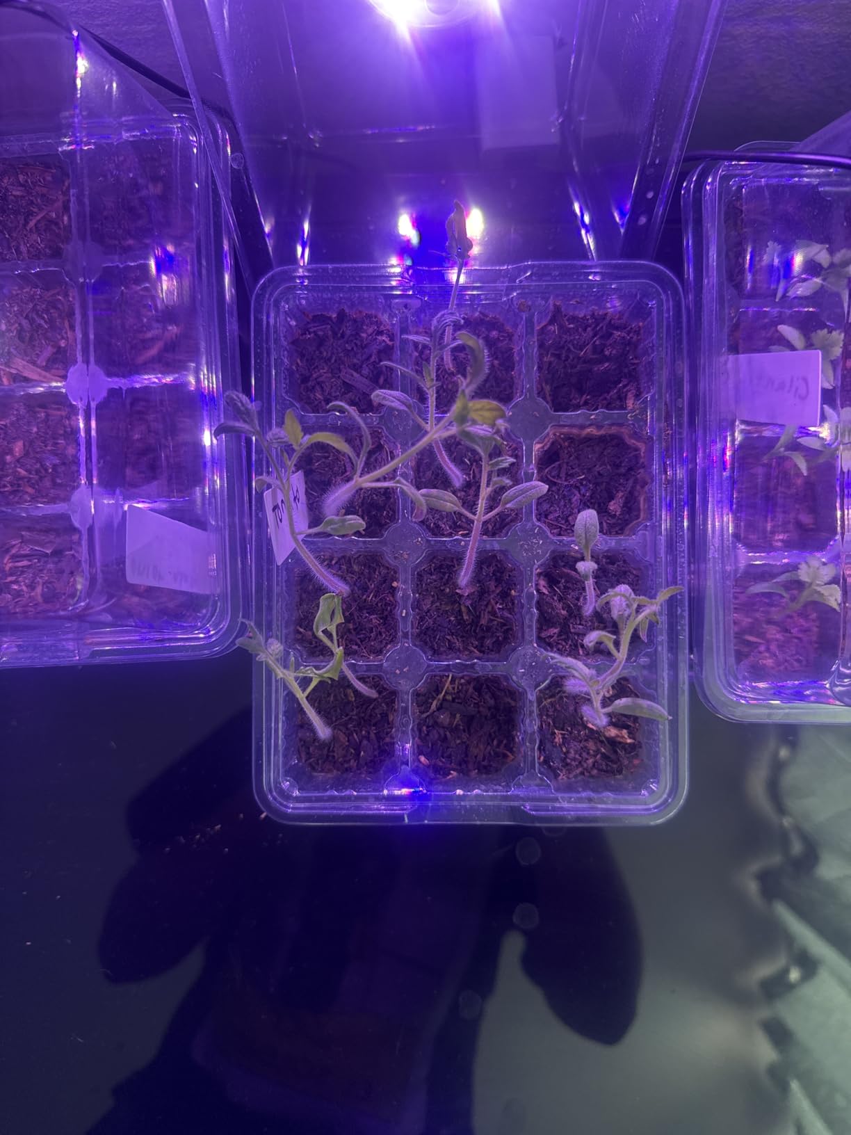 Seed Starter Trays with 12-LED Grow Lights, Green, 5 Pack | 5 Seed Starter Kits, 60 Cells, 12-LED Grow Light per Tray, Vented Humidity Domes, Drainage Holes, 1-to-5 USB Cable customer photo 2