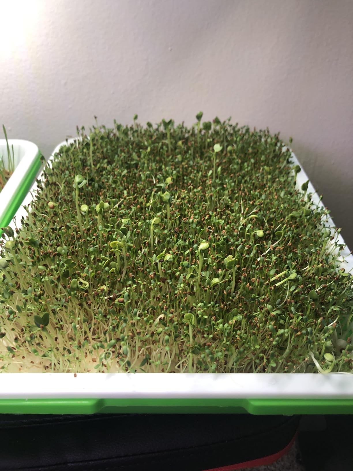 5 Pack Seed Sprouter Trays with Lids - Soil-Free Cultivation Germination Tray, BPA Free Micro Greens Growing Trays Seed Sprouting Trays Kit customer photo 2
