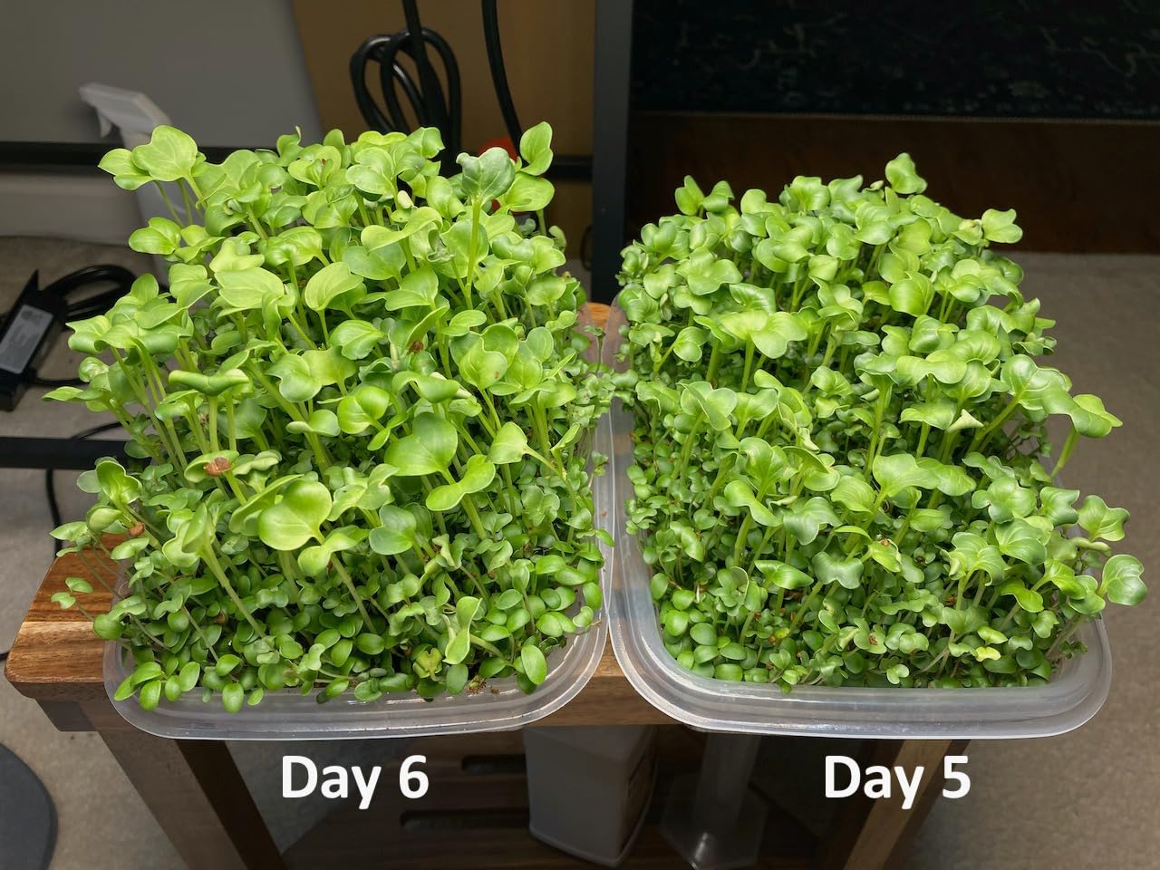 Nature Jim's Sprouts Salad Mix - Broccoli, Alfalfa, Clover, Radish, 1lb | Organic, Non-GMO Microgreen Seeds customer photo 1