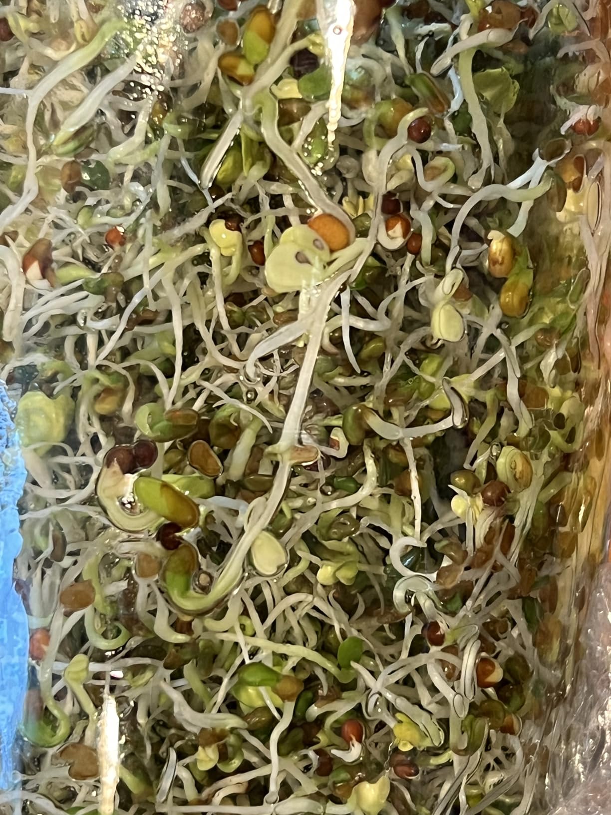 Nature Jim's Sprouts Salad Mix - Broccoli, Alfalfa, Clover, Radish, 1lb | Organic, Non-GMO Microgreen Seeds customer photo 2
