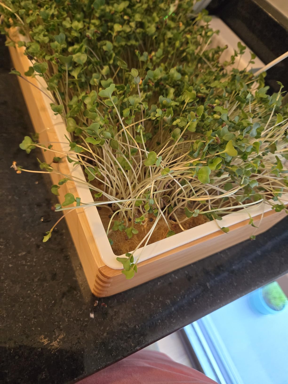 Microgreens Growing Kit - Self-Watering Tray with US Premium Seeds | Grow broccoli and salad mix indoors with a reusable tray, grow mats, USA premium seeds & bamboo frame customer photo 1
