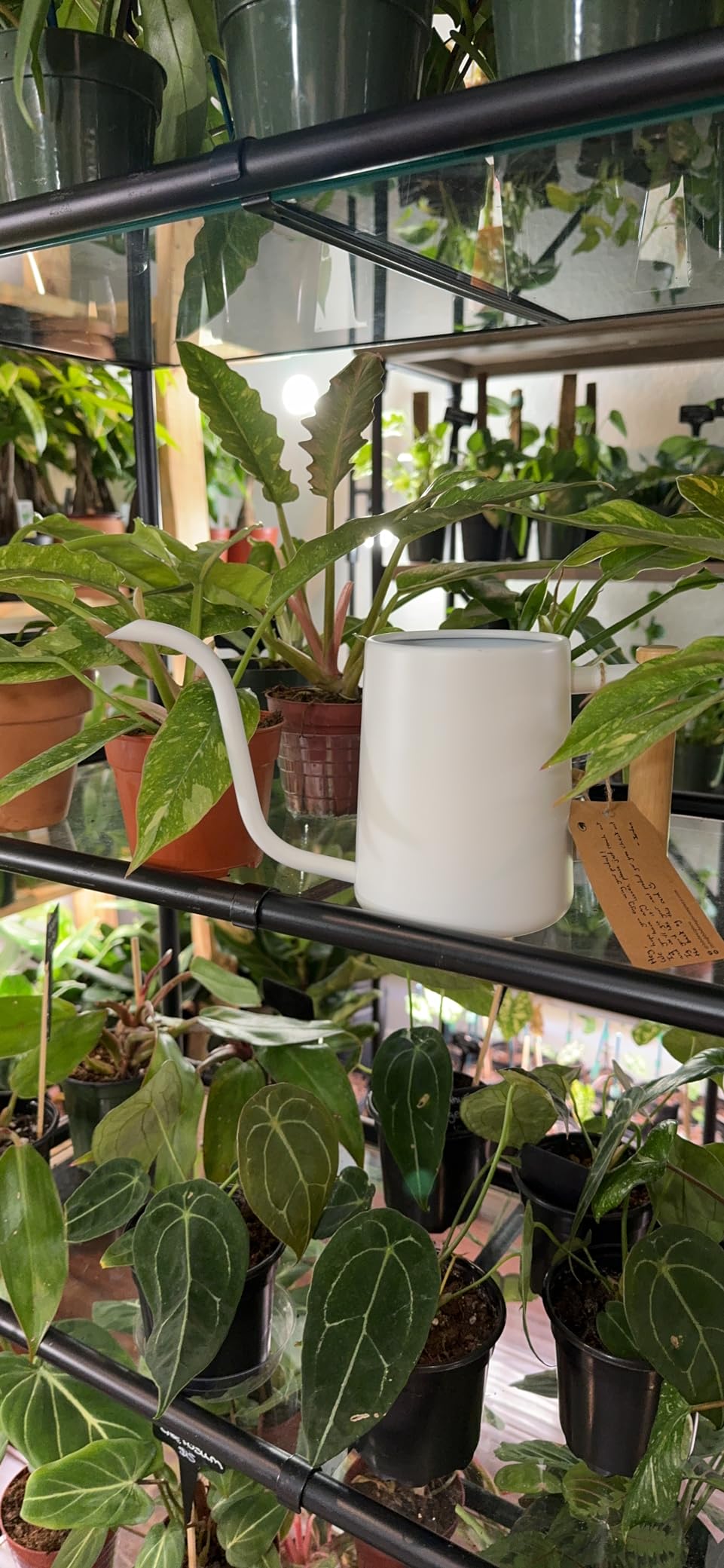 Metal Small Indoor Watering Can with Long Spout & Real Wood Handle, 35oz | Long Spout, Stainless Steel, Real Wood Handle, Gentle Flow, No Spills, Suitable for House Plants, Succulents & Seedlings customer photo 2