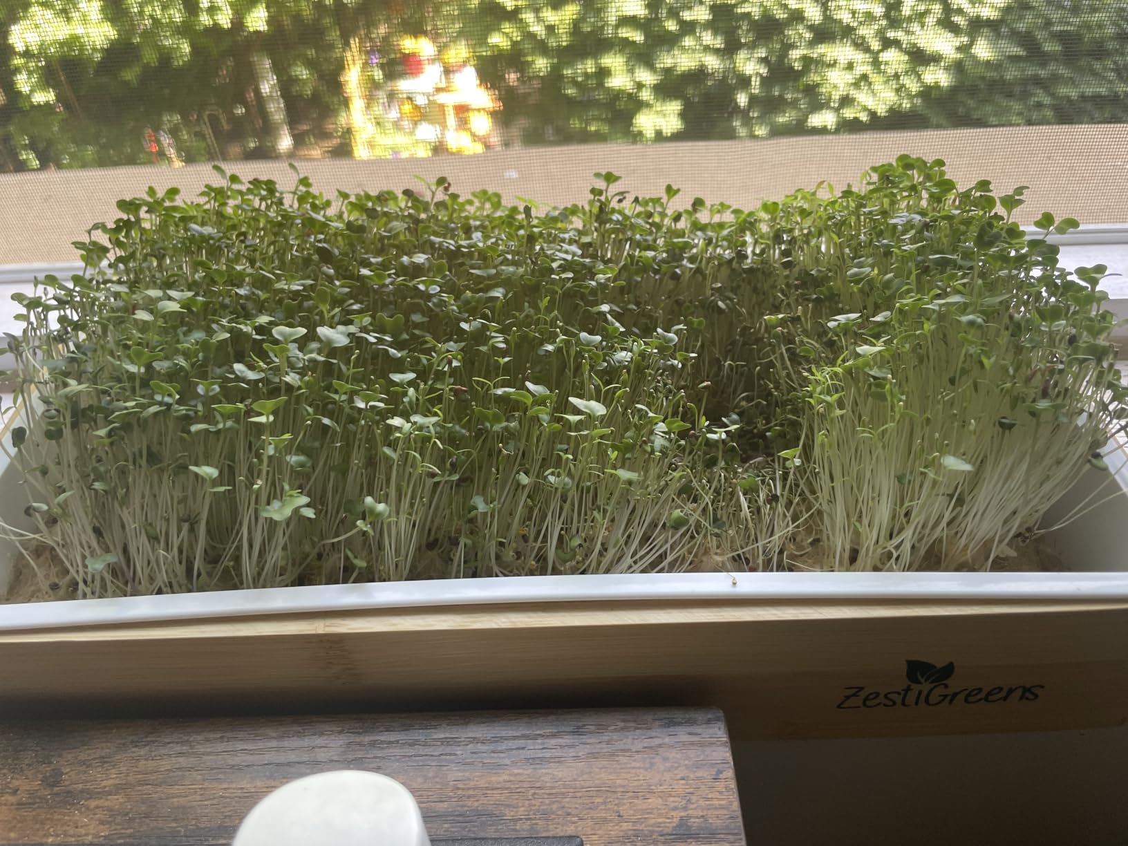 Microgreens Growing Kit - Self-Watering Bamboo Grow Tray | Includes tray, seeds, mats and bamboo surround for easy indoor no-soil microgreens growing customer photo 1